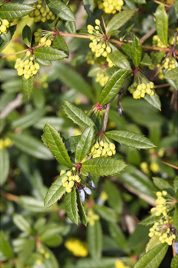 Wintergreen Barberry (Berberis Julianae) — provided they are well-drained