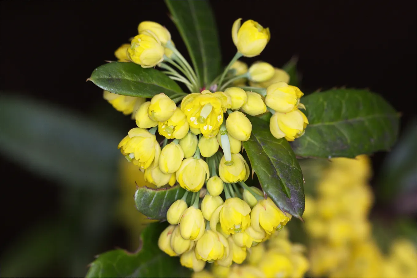 Wintergreen Barberry (Berberis Julianae) — It features rich, leathery leaves up to 5 inches long with spiny margins