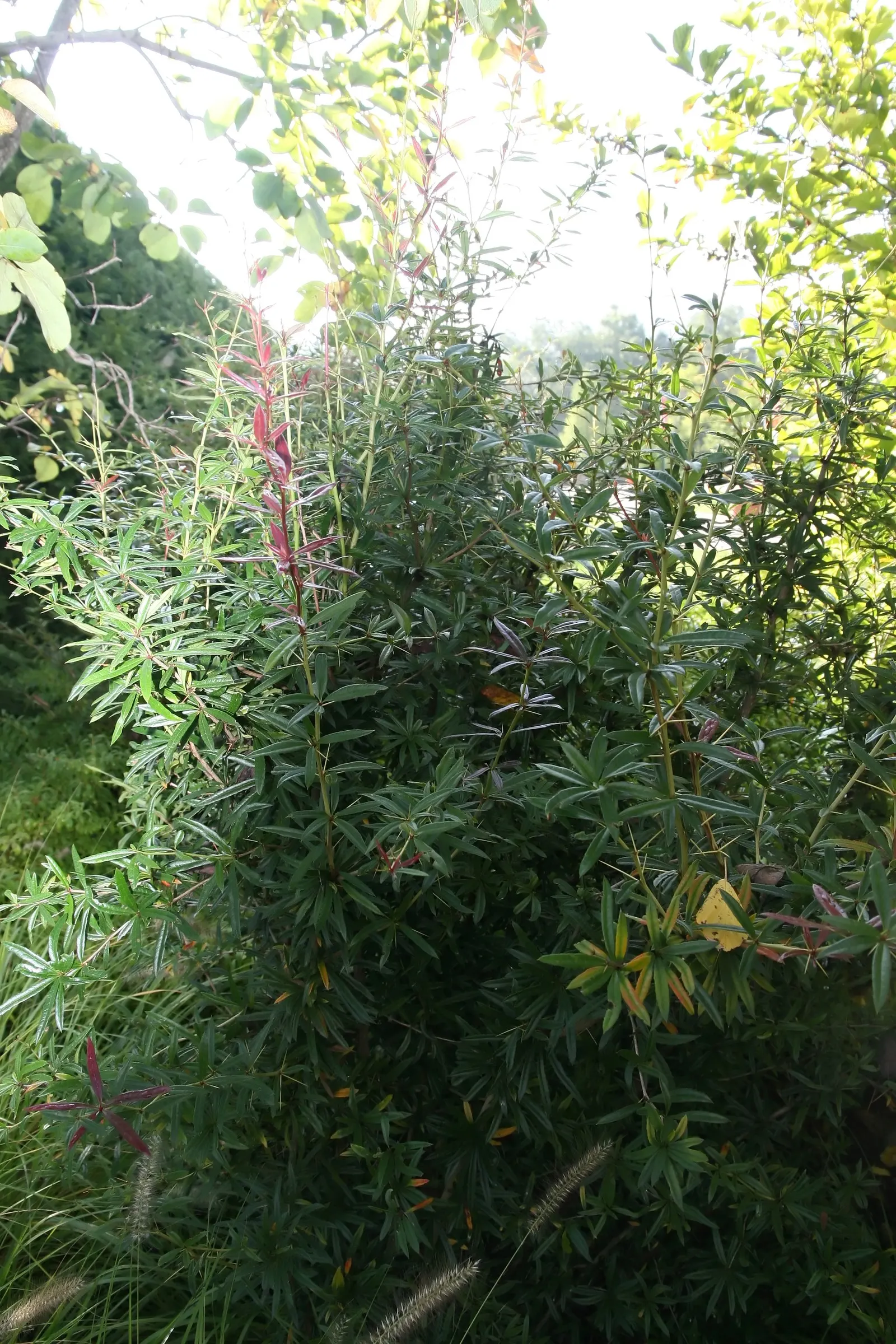 Wintergreen Barberry (Berberis Julianae) — In early to mid-spring, small, yellow flowers appear, clustered along the stems; mature size is around 4 to 6 feet