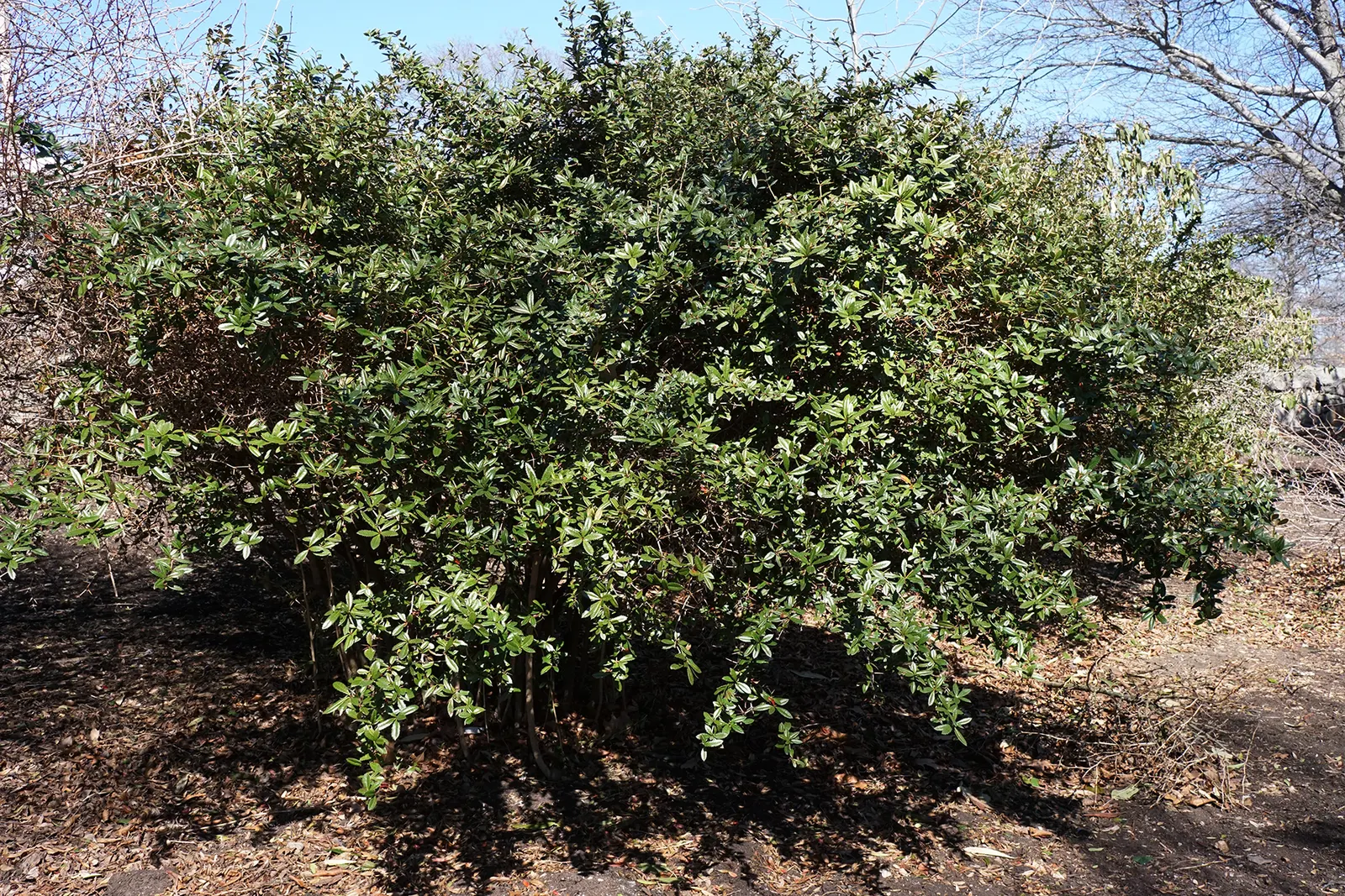 Wintergreen Barberry (Berberis Julianae) — The Wintergreen Barberry, 'Berberis julianae', is an evergreen shrub, ideal for hedges; mature size is around 4 to 6