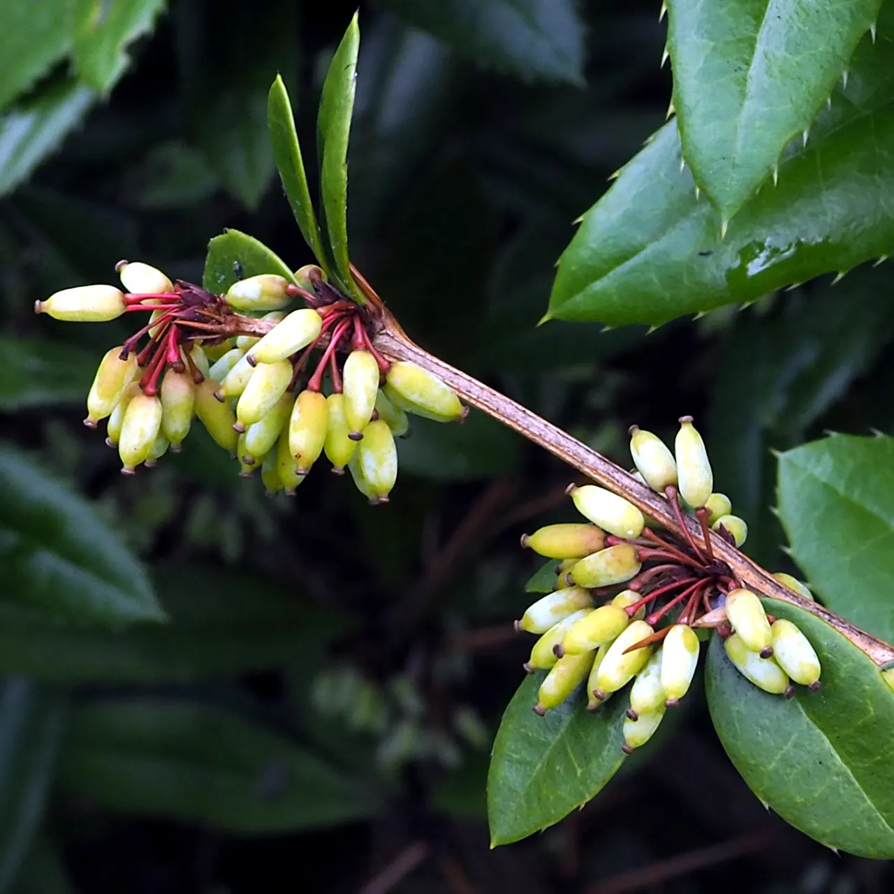 Wintergreen Barberry (Berberis Julianae) — providing year-round beauty with minimal care