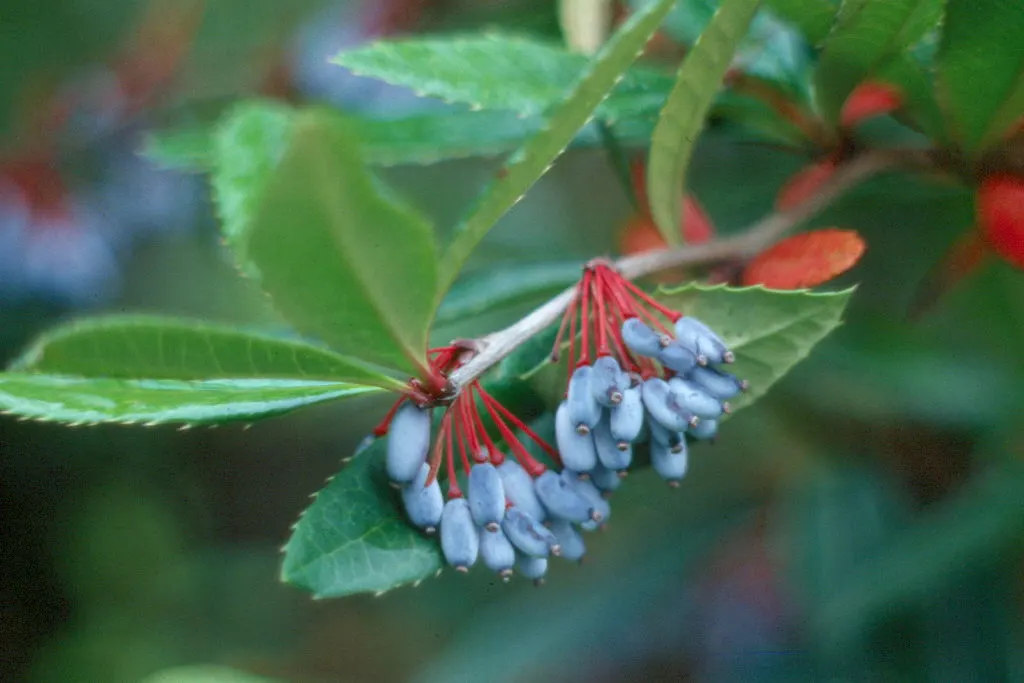 Wintergreen Barberry (Berberis Julianae) — the Wintergreen Barberry presents as a reliable choice