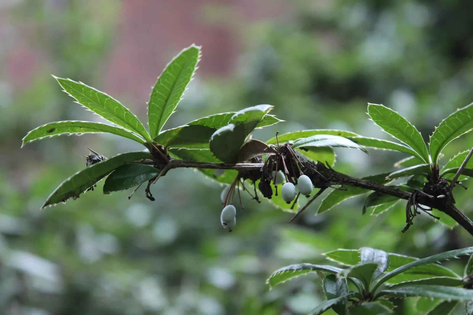 Wintergreen Barberry (Berberis Julianae) — which although inedible for humans; mature size is around 4 to 6 feet high and wide