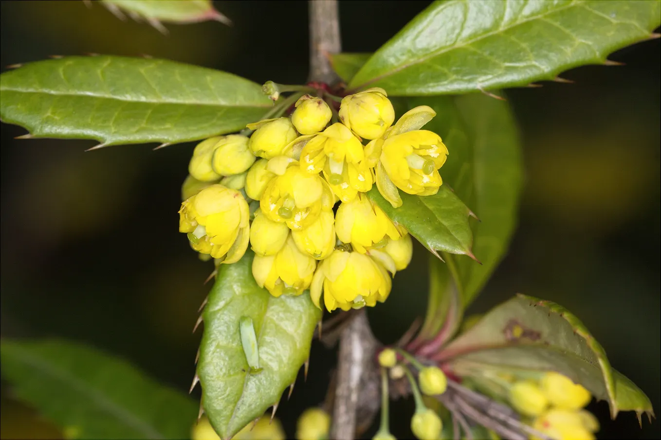 Wintergreen Barberry (Berberis Julianae) — the shrub produces blue-black berries