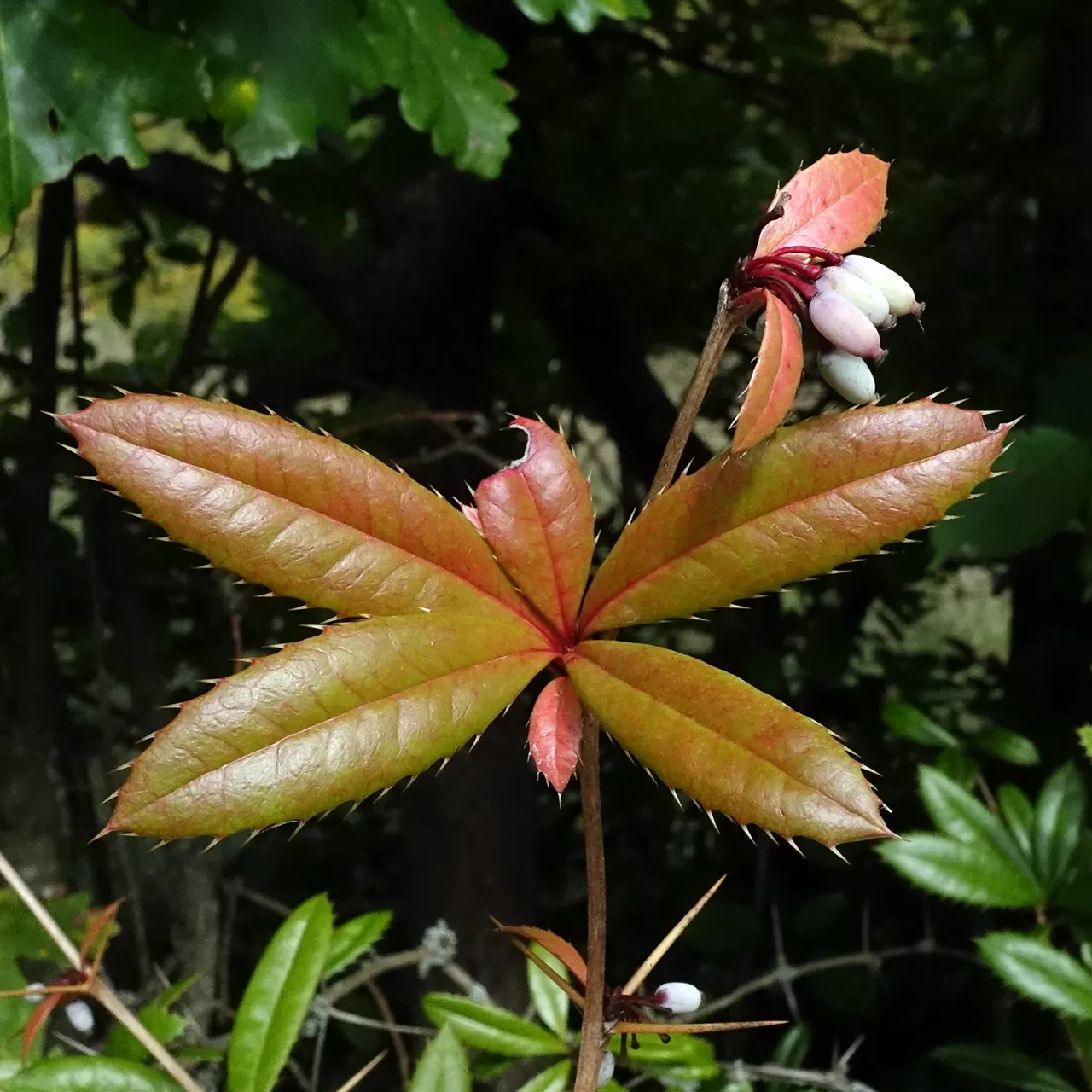 Wintergreen Barberry (Berberis Julianae) — which although inedible for humans