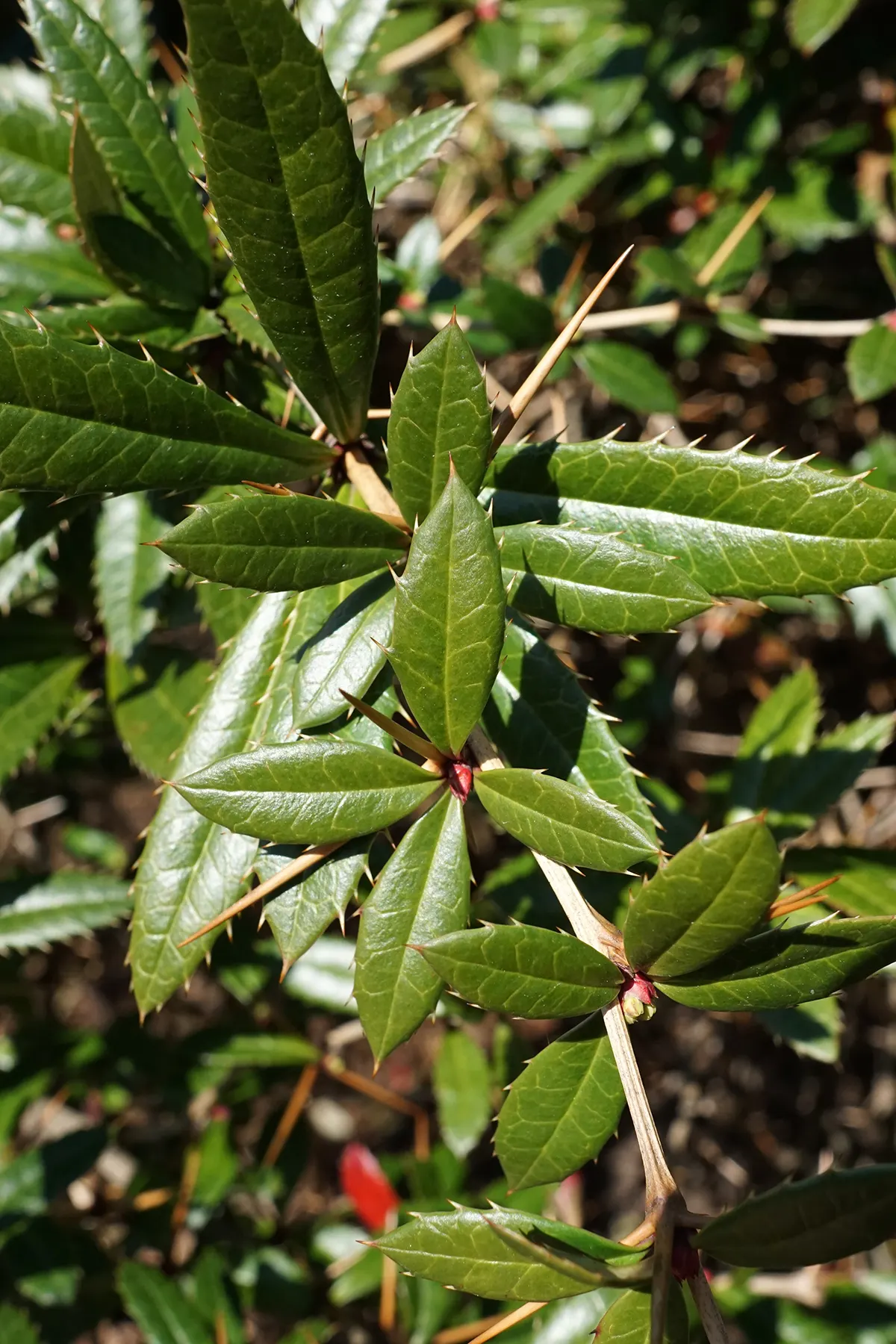 Wintergreen Barberry (Berberis Julianae) — Hardy in USDA zones 6-9, with thorns present making it good for security plantings; which take on a bronze hue in