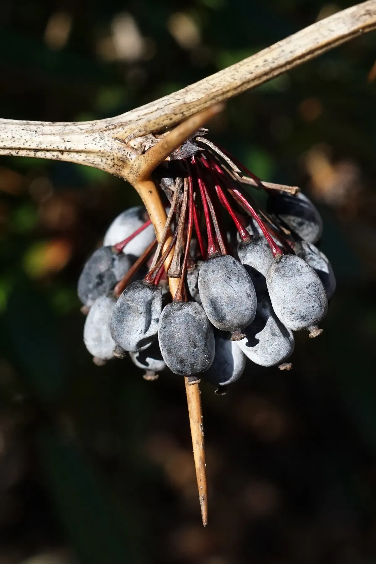 Wintergreen Barberry (Berberis Julianae) — This robust shrub tolerates urban pollution and some drought once established; while its hardy nature ensures