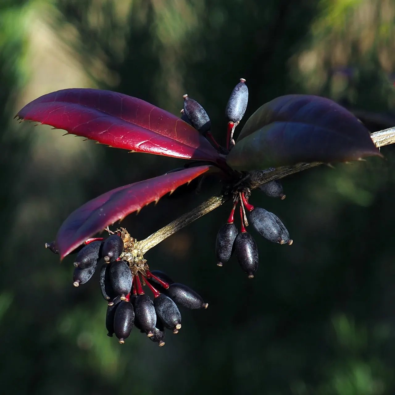 Wintergreen Barberry (Berberis Julianae) — shrub for half or shade; while its hardy nature ensures longevity in the garden