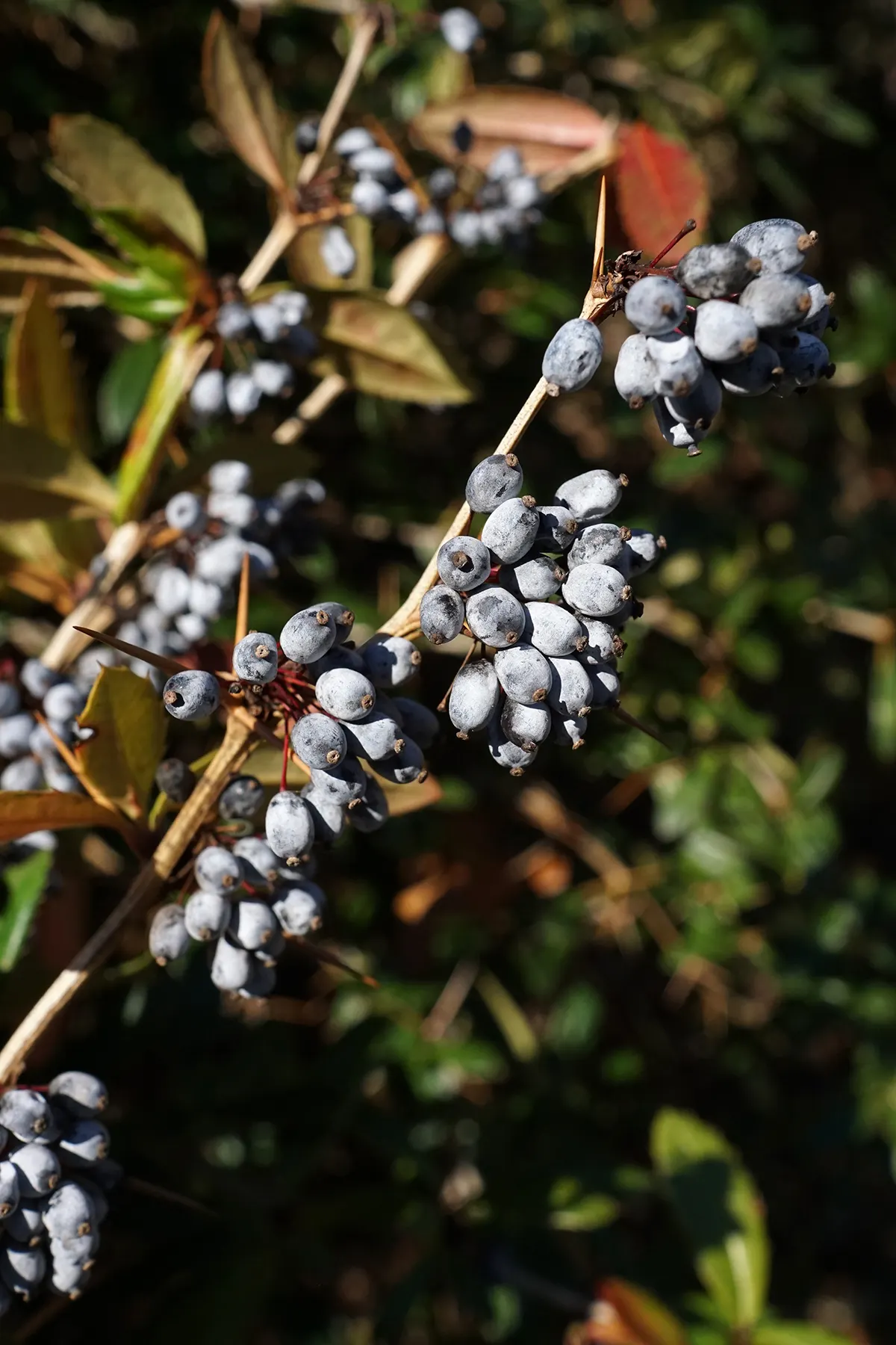 Wintergreen Barberry (Berberis Julianae) — yellow flowers in the garden; which take on a bronze hue in the cold season