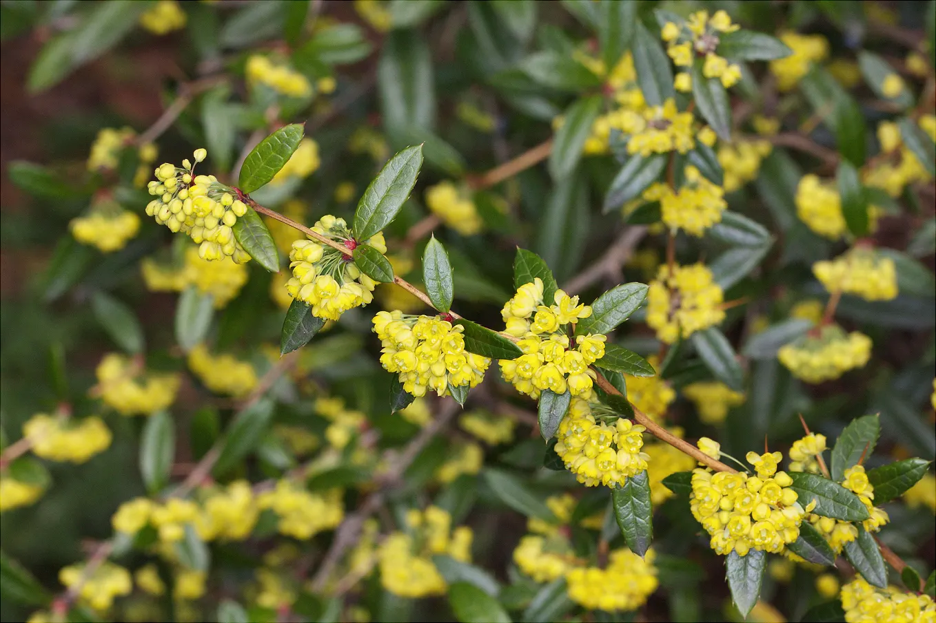 Wintergreen Barberry (Berberis Julianae) — shrub for half or shade