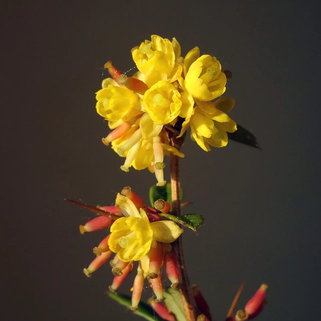 Wintergreen Barberry (Berberis Julianae) — Fragrant yellow flowers bloom in clusters in spring, followed by blue-black berries; serve as a food source for birds