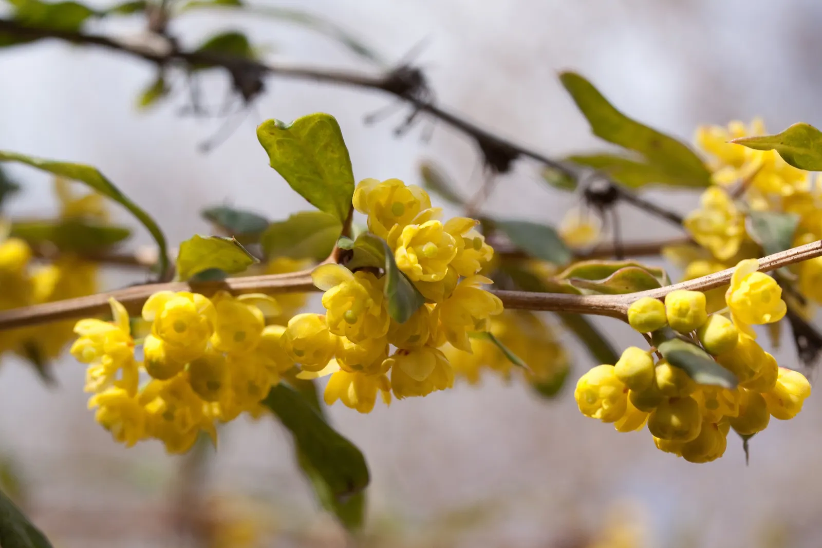 Wintergreen Barberry (Berberis Julianae) — serve as a food source for birds; which take on a bronze hue in the cold season