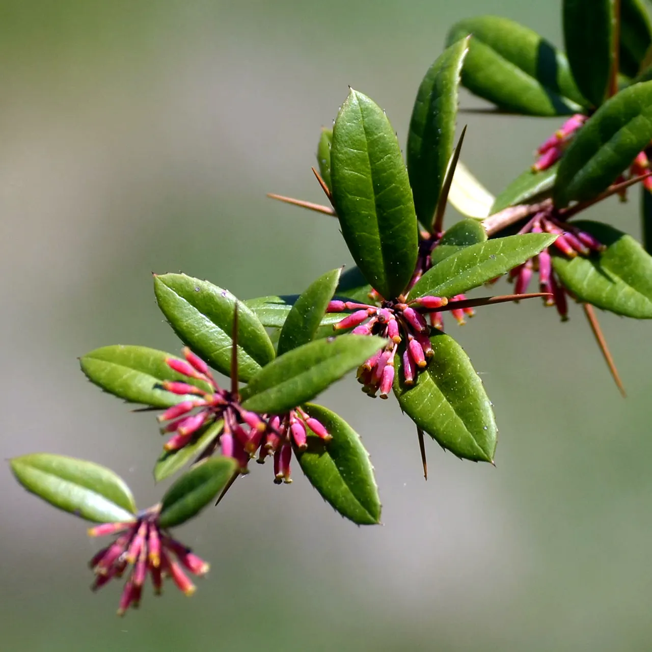 Wintergreen Barberry (Berberis Julianae) — scientifically named Berberis julianae; serve as a food source for birds, image 63