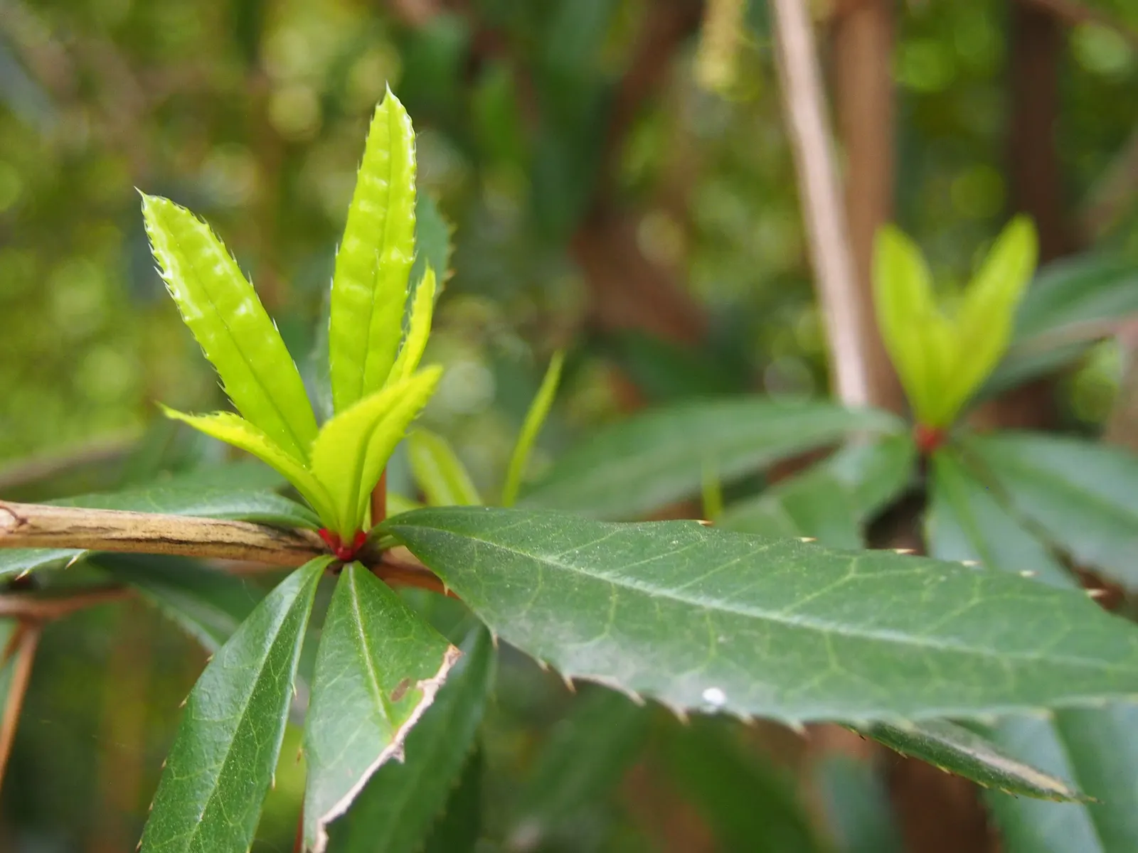 Wintergreen Barberry (Berberis Julianae) — which take on a bronze hue in the cold season; serve as a food source for birds
