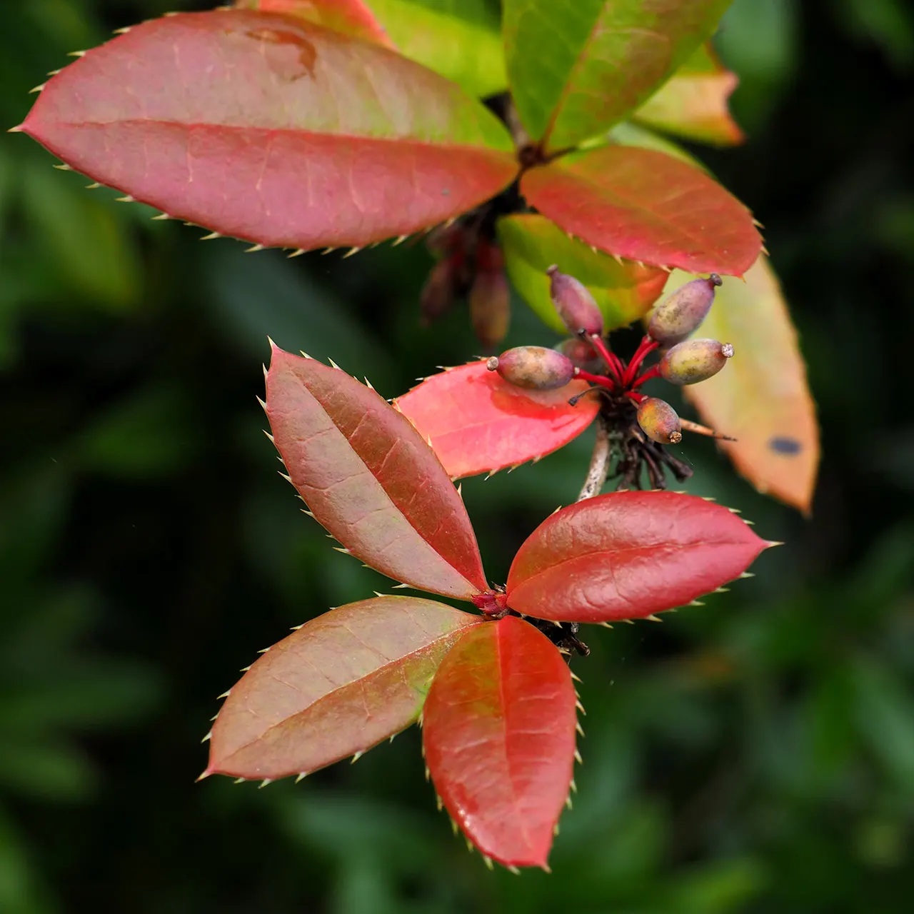 Wintergreen Barberry (Berberis Julianae) — shrub with yellow blooms; serve as a food source for birds