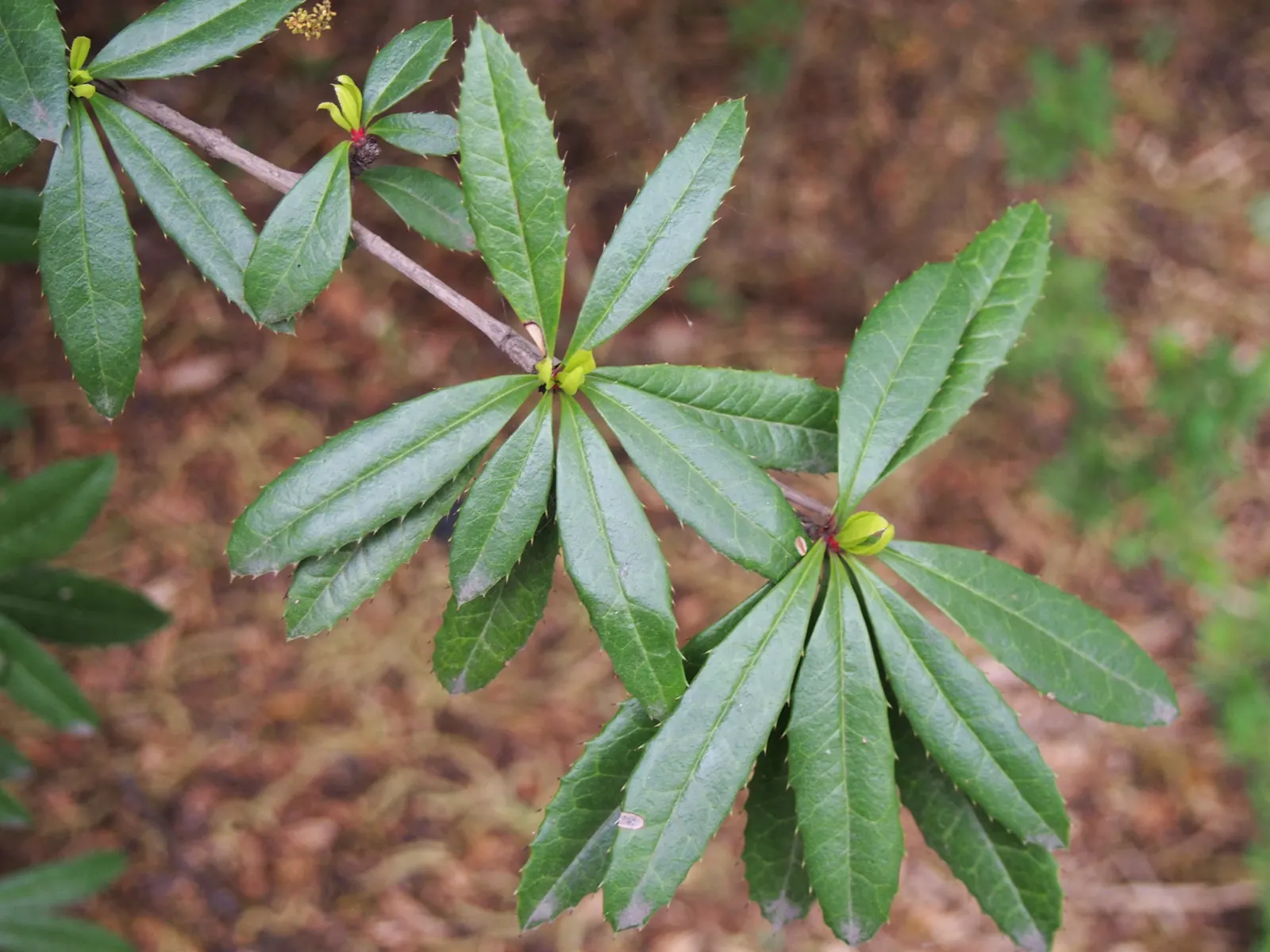 Wintergreen Barberry (Berberis Julianae) — Prefers full sun to partial shade, and well-drained soil; mature size is around 4 to 6 feet high and wide, image 61