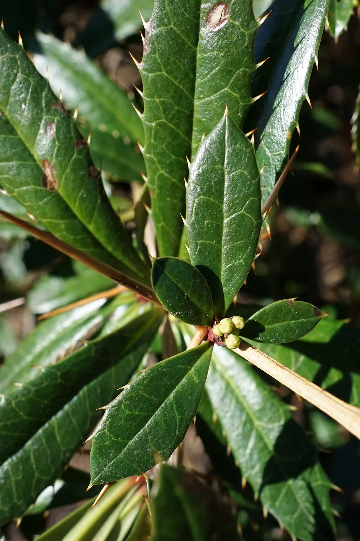 Wintergreen Barberry (Berberis Julianae) — Hardy in USDA zones 6-9, with thorns present making it good for security plantings; which take on a, image 62
