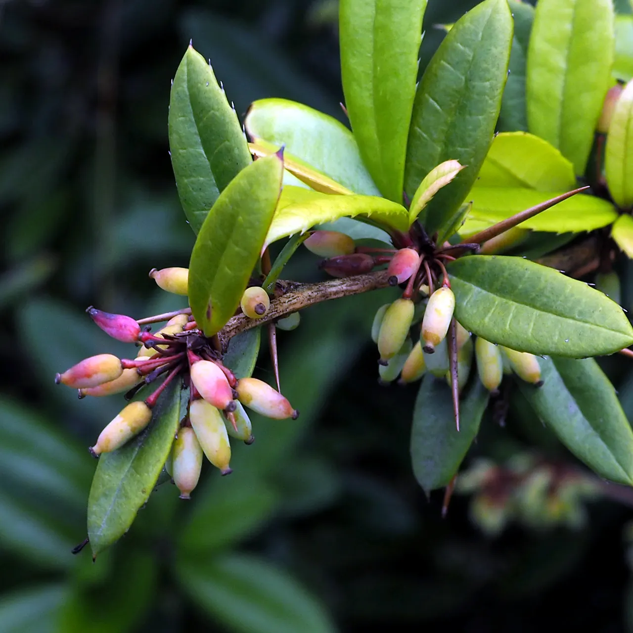Wintergreen Barberry (Berberis Julianae) — The Wintergreen Barberry, 'Berberis julianae', is an evergreen shrub, ideal for hedges
