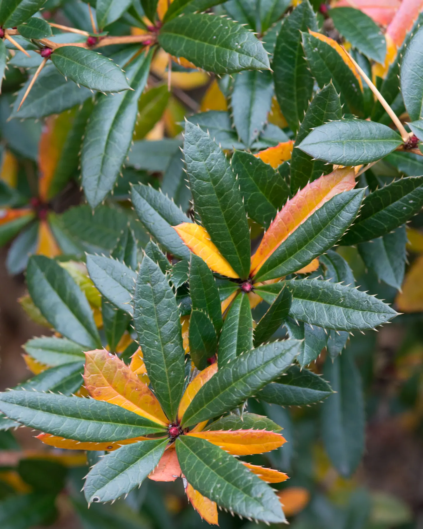 Wintergreen Barberry (Berberis Julianae) — the Wintergreen Barberry presents as a reliable choice; which take on a bronze hue in the cold season