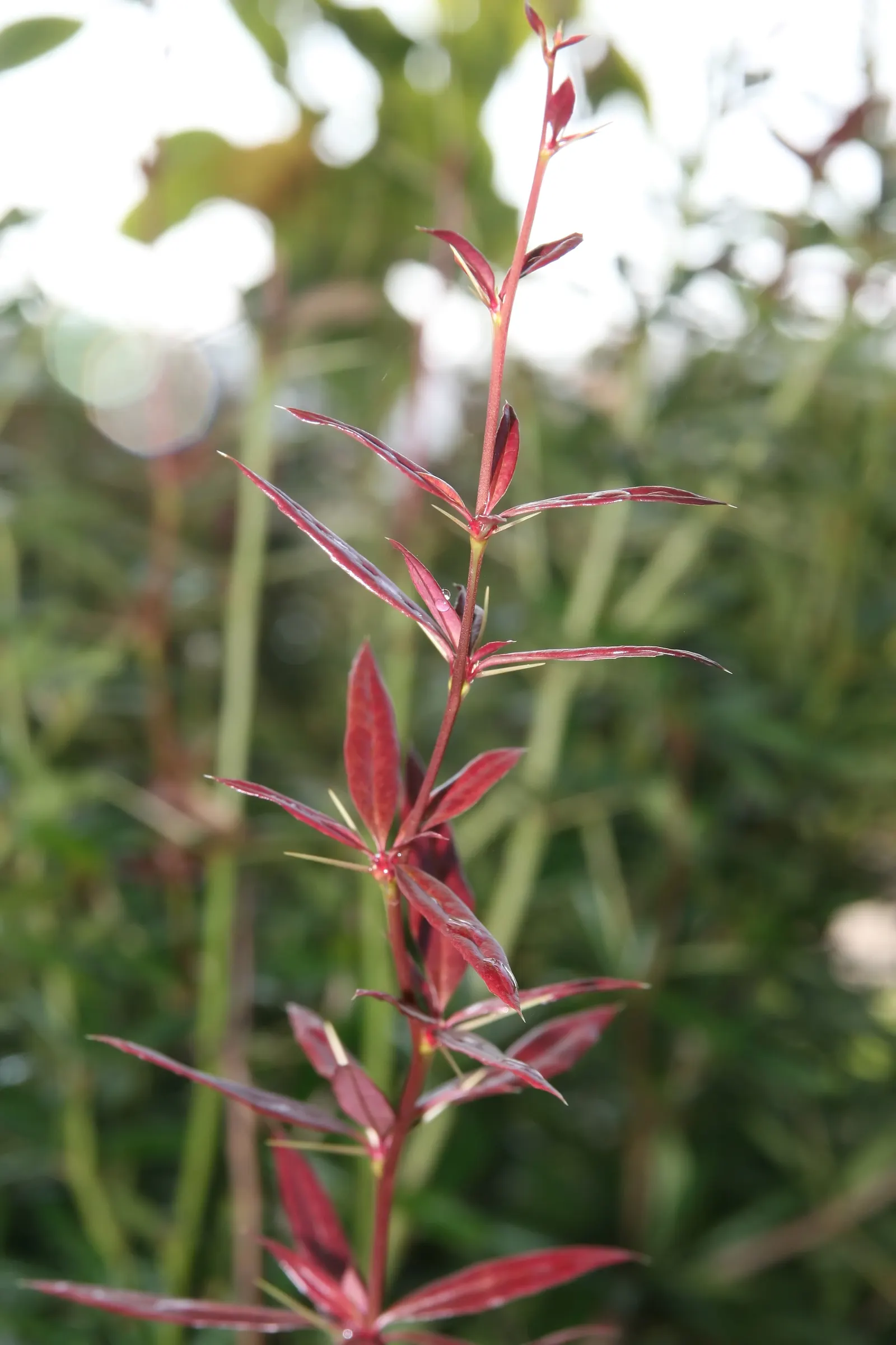 Wintergreen Barberry (Berberis Julianae) — By late summer to early fall
