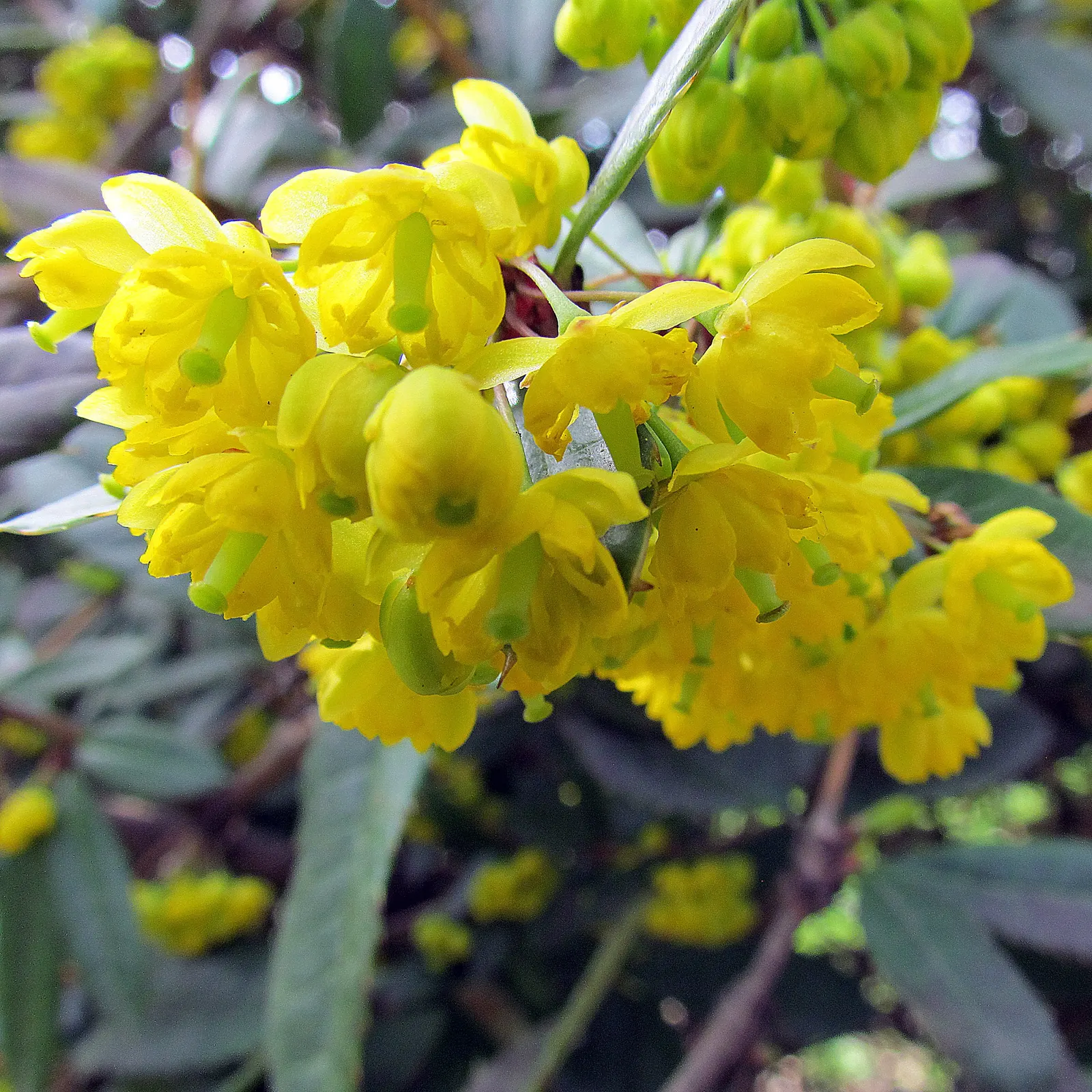 Wintergreen Barberry (Berberis Julianae) — These blossoms are not only aesthetically pleasing but also attract pollinators like bees; which take on a bronze
