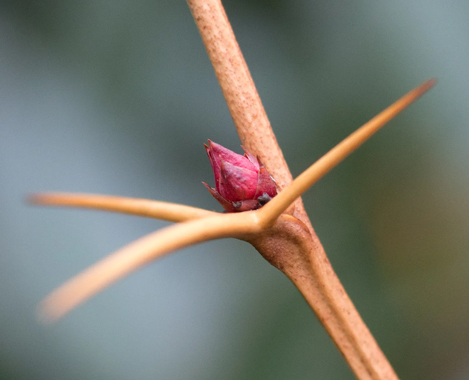 Wintergreen Barberry (Berberis Julianae) — scientifically named Berberis julianae
