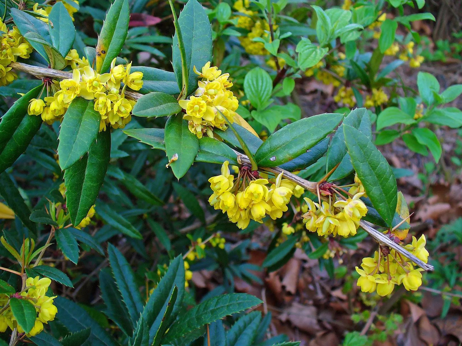 Wintergreen Barberry (Berberis Julianae) — is a striking evergreen shrub that serves both ornamental and practical purposes in a landscape design