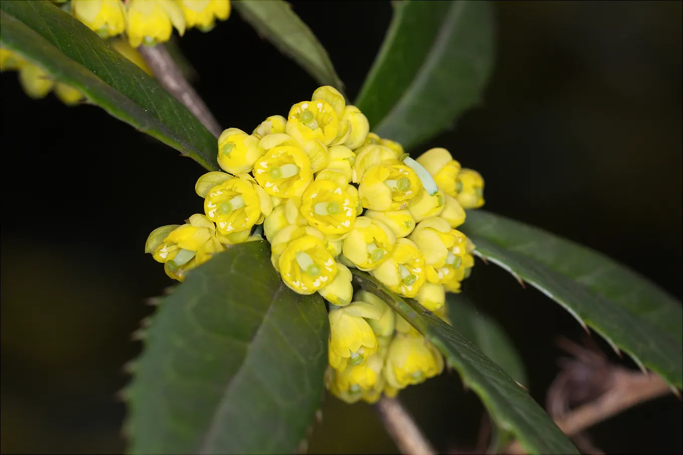 Wintergreen Barberry (Berberis Julianae) — It features rich, leathery leaves up to 5 inches long with spiny margins; which take on a bronze hue in the cold