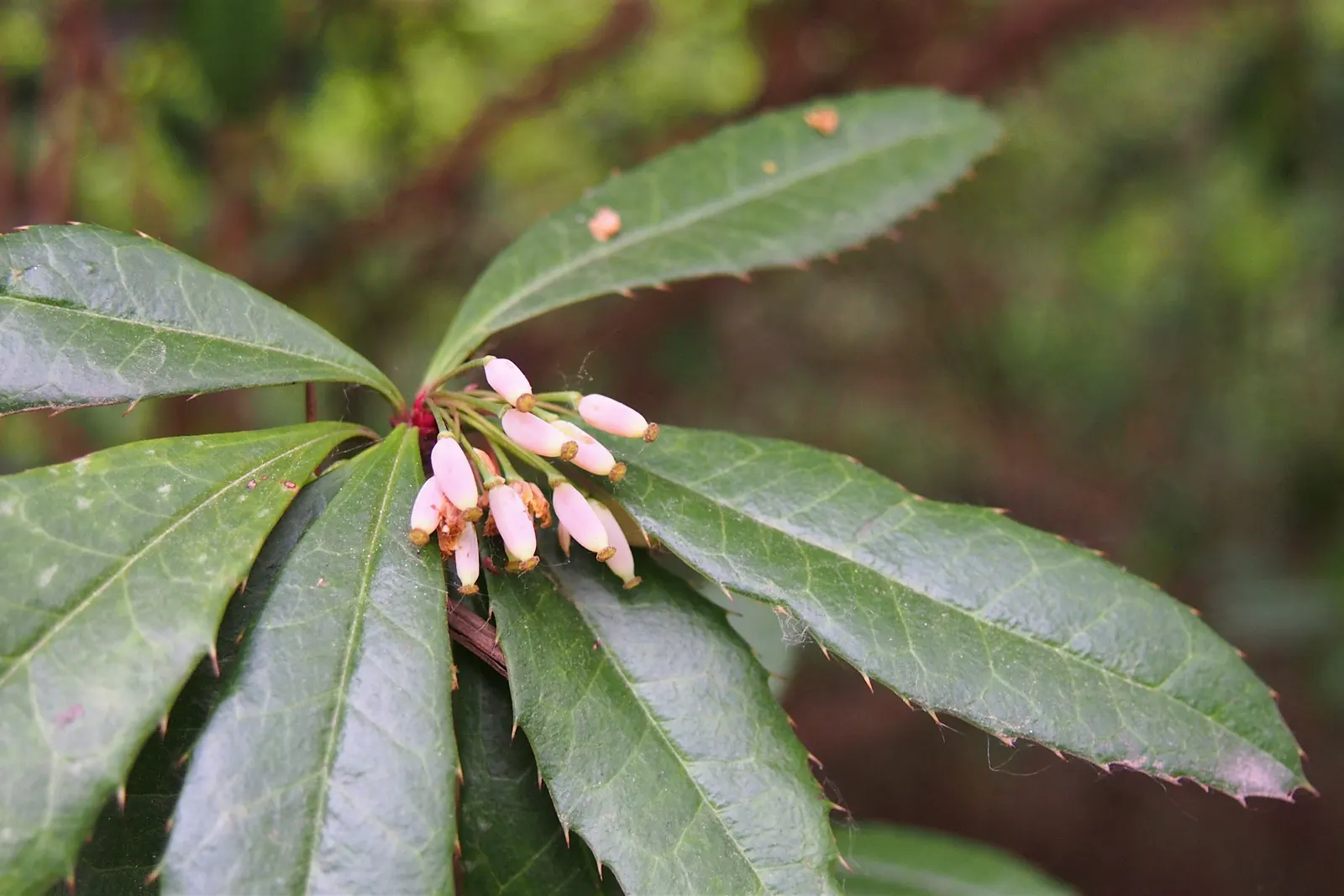 Wintergreen Barberry (Berberis Julianae) — which take on a bronze hue in the cold season