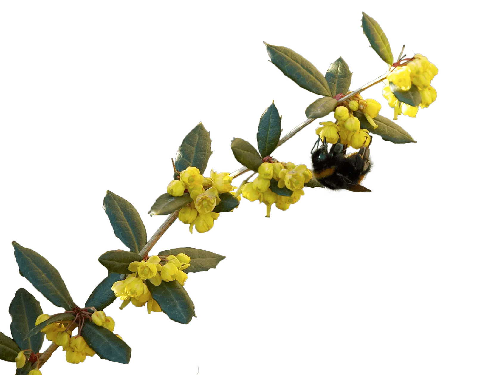Wintergreen Barberry (Berberis Julianae) — The Wintergreen Barberry, 'Berberis julianae', is an evergreen shrub, ideal for hedges; mature size is, image 57