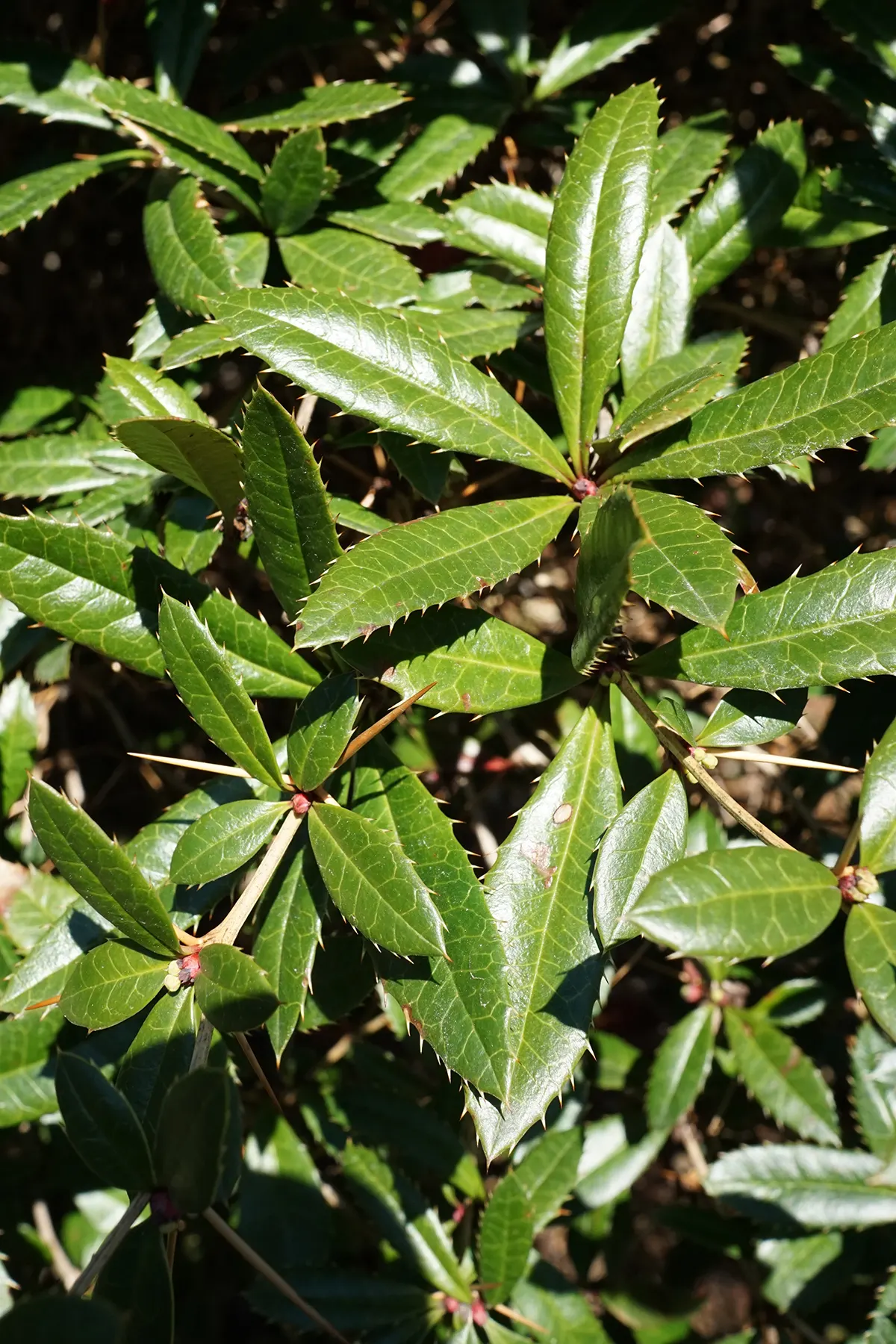 Wintergreen Barberry (Berberis Julianae) — shrub with yellow blooms
