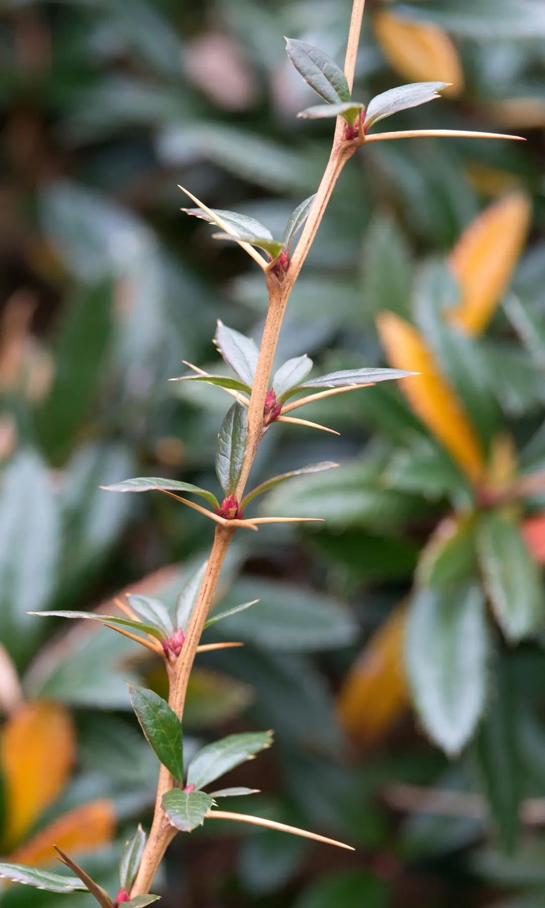 Wintergreen Barberry (Berberis Julianae) — This robust shrub tolerates urban pollution and some drought once established