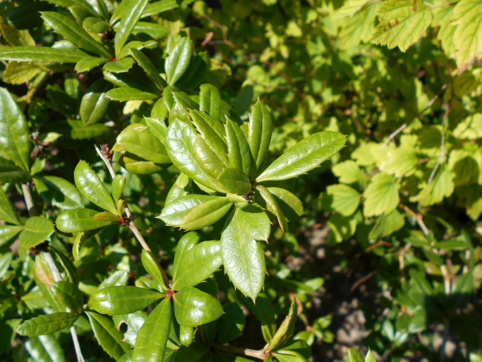 Wintergreen Barberry (Berberis Julianae) — while its hardy nature ensures longevity in the garden; mature size is around 4 to 6 feet high and wide