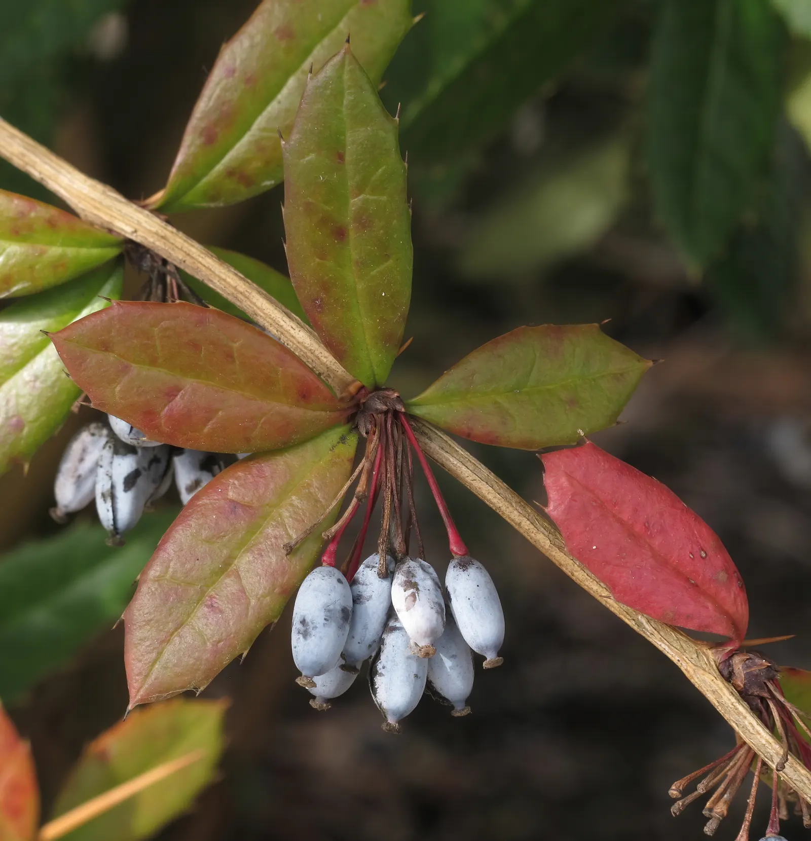 Wintergreen Barberry (Berberis Julianae) — while its hardy nature ensures longevity in the garden