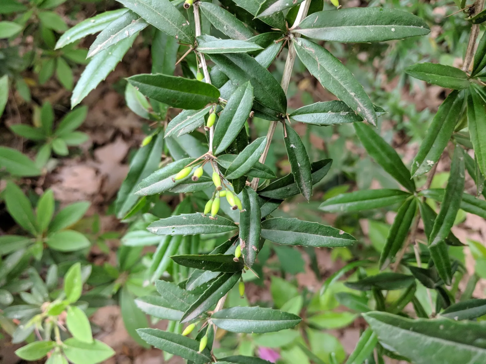 Wintergreen Barberry (Berberis Julianae) — It features rich, leathery leaves up to 5 inches long with spiny margins; which take on a bronze hue in, image 58