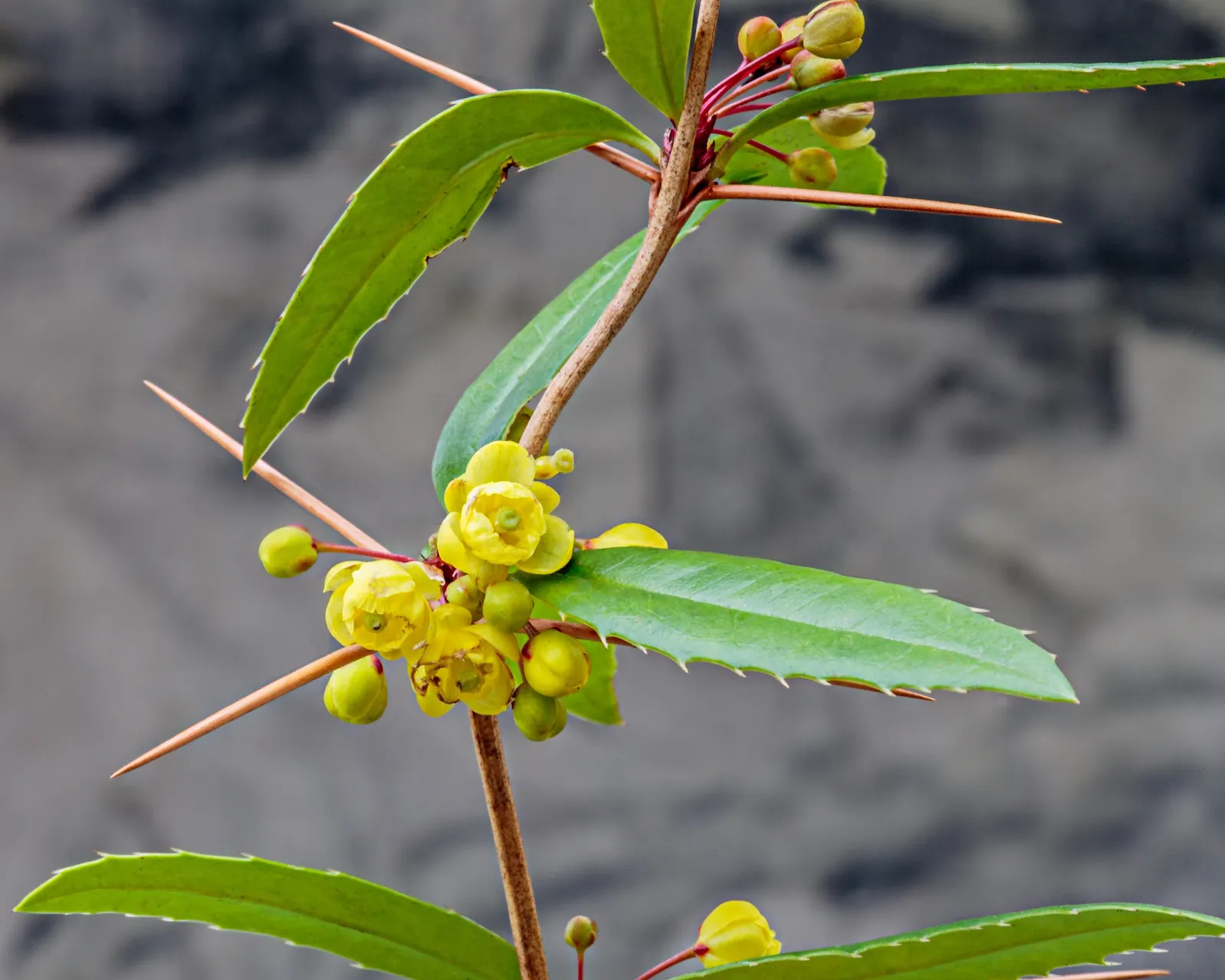 Wintergreen Barberry (Berberis Julianae) — scientifically named Berberis julianae; serve as a food source for birds