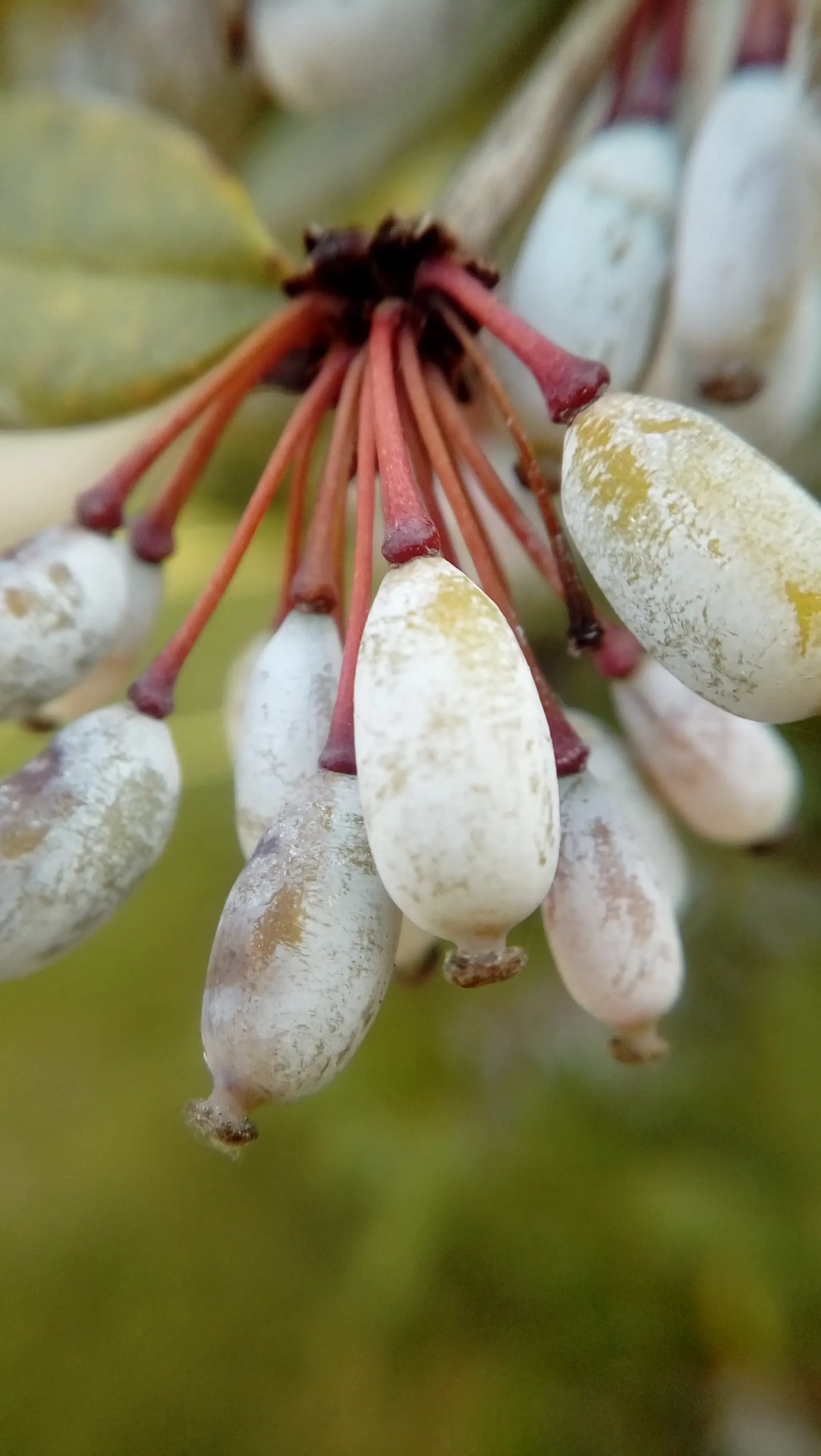 Wintergreen Barberry (Berberis Julianae) — Mature size is around 4 to 6 feet high and wide; while its hardy nature ensures longevity in the garden