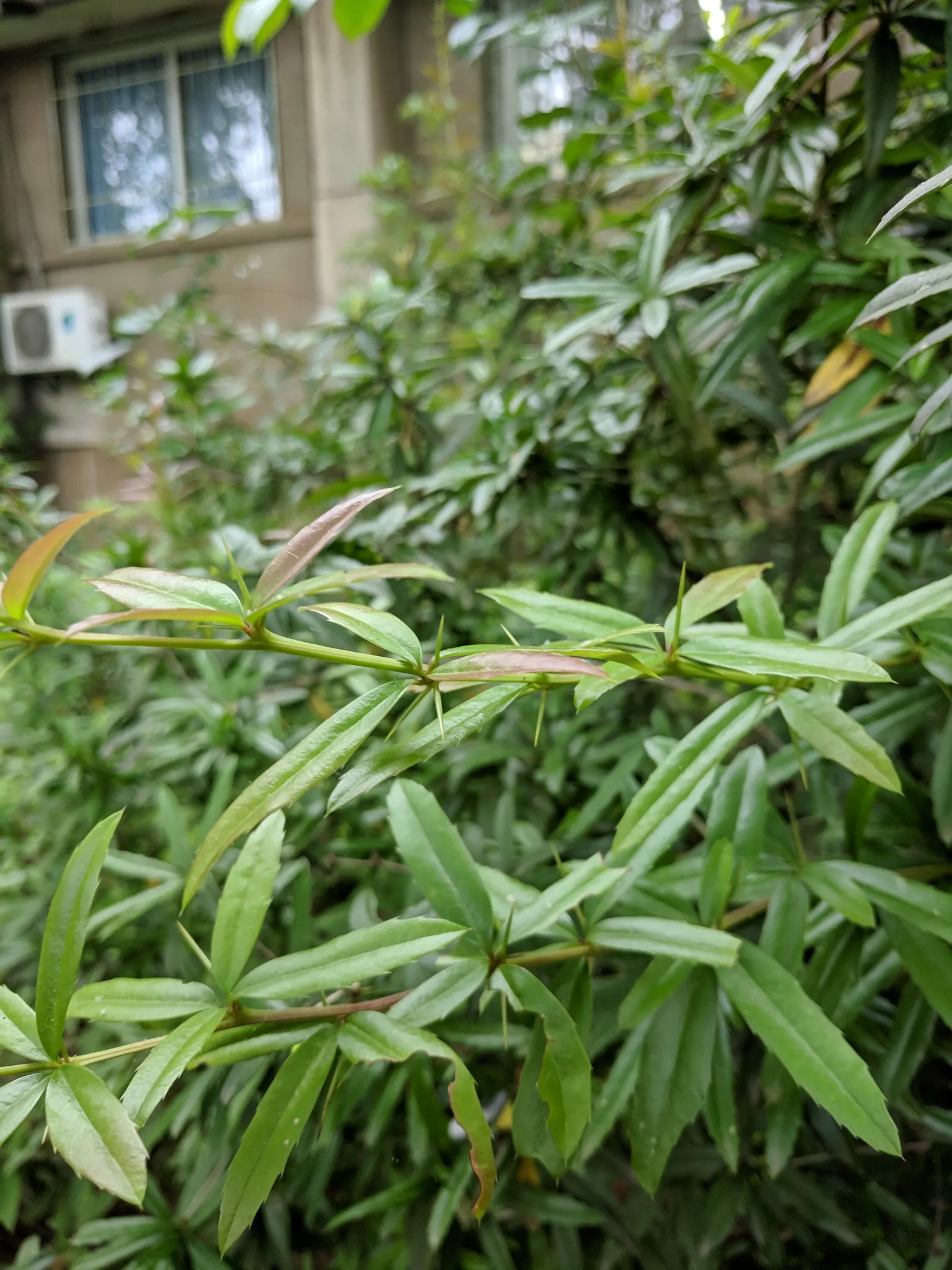Wintergreen Barberry (Berberis Julianae) — Its use as a hedging plant or a standalone feature ensures versatility within design options; while its hardy nature