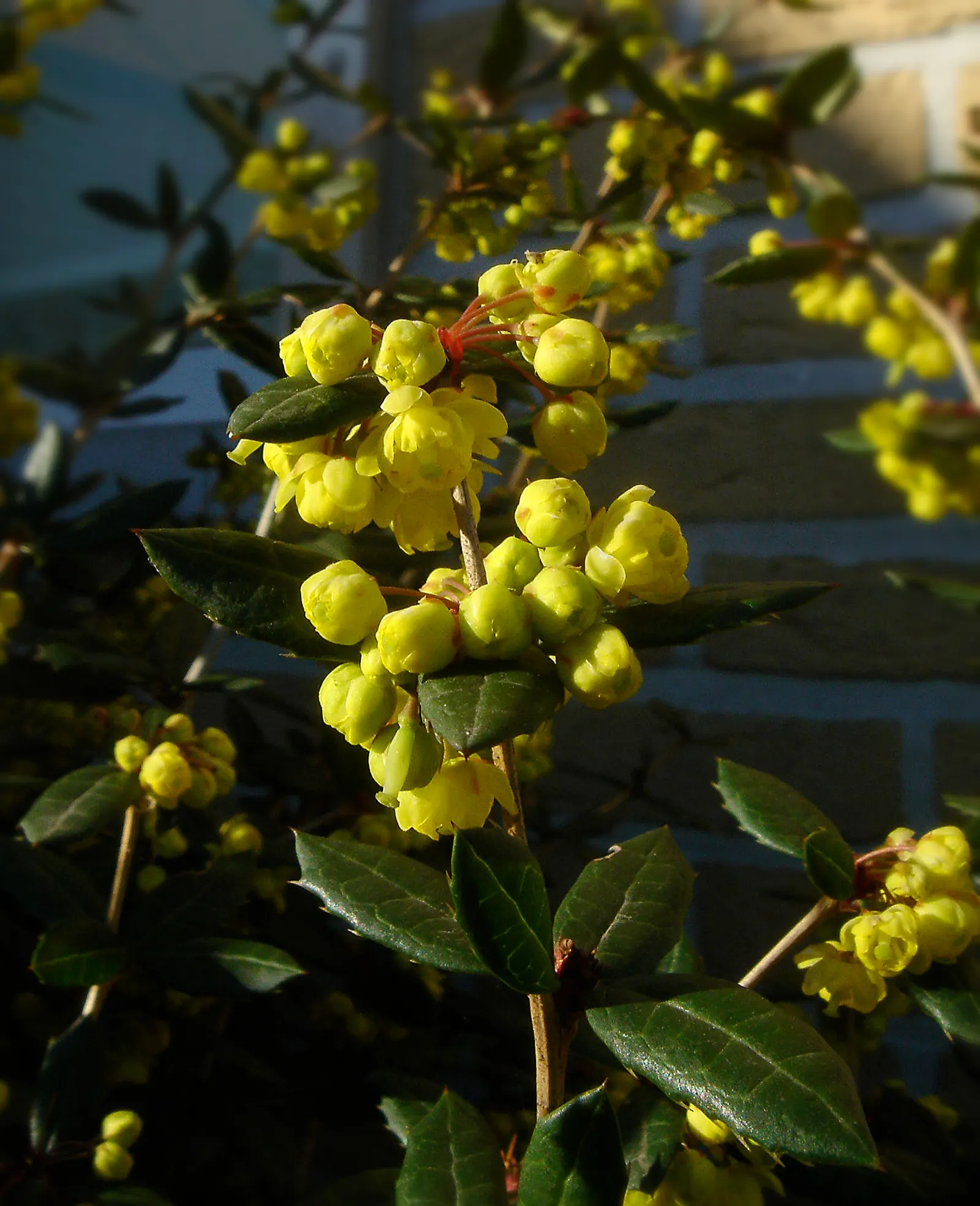 Wintergreen Barberry (Berberis Julianae) — leathery leaves approximately 2 to 4 inches long