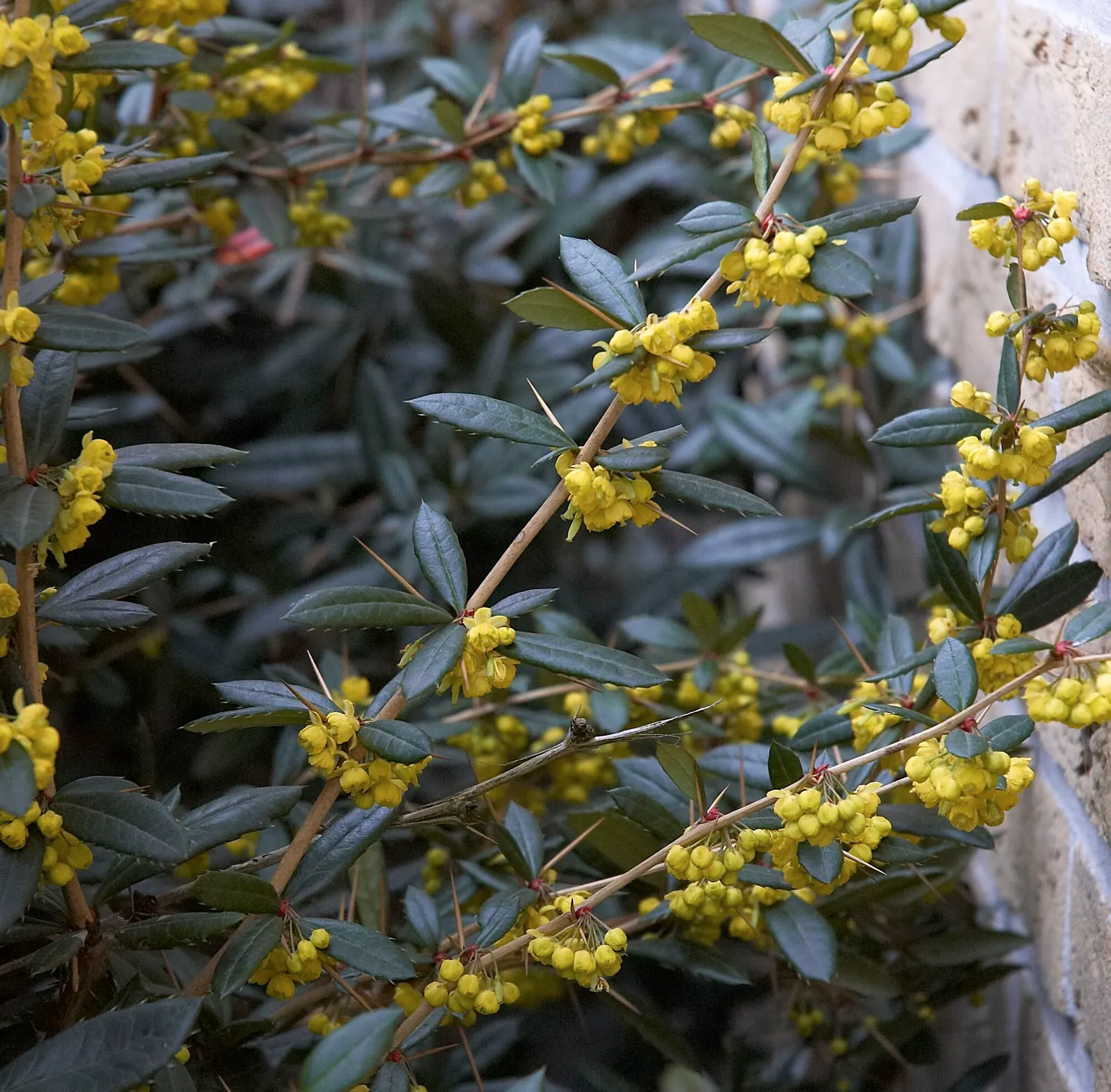 Wintergreen Barberry (Berberis Julianae) — In early to mid-spring, small, yellow flowers appear, clustered along the stems