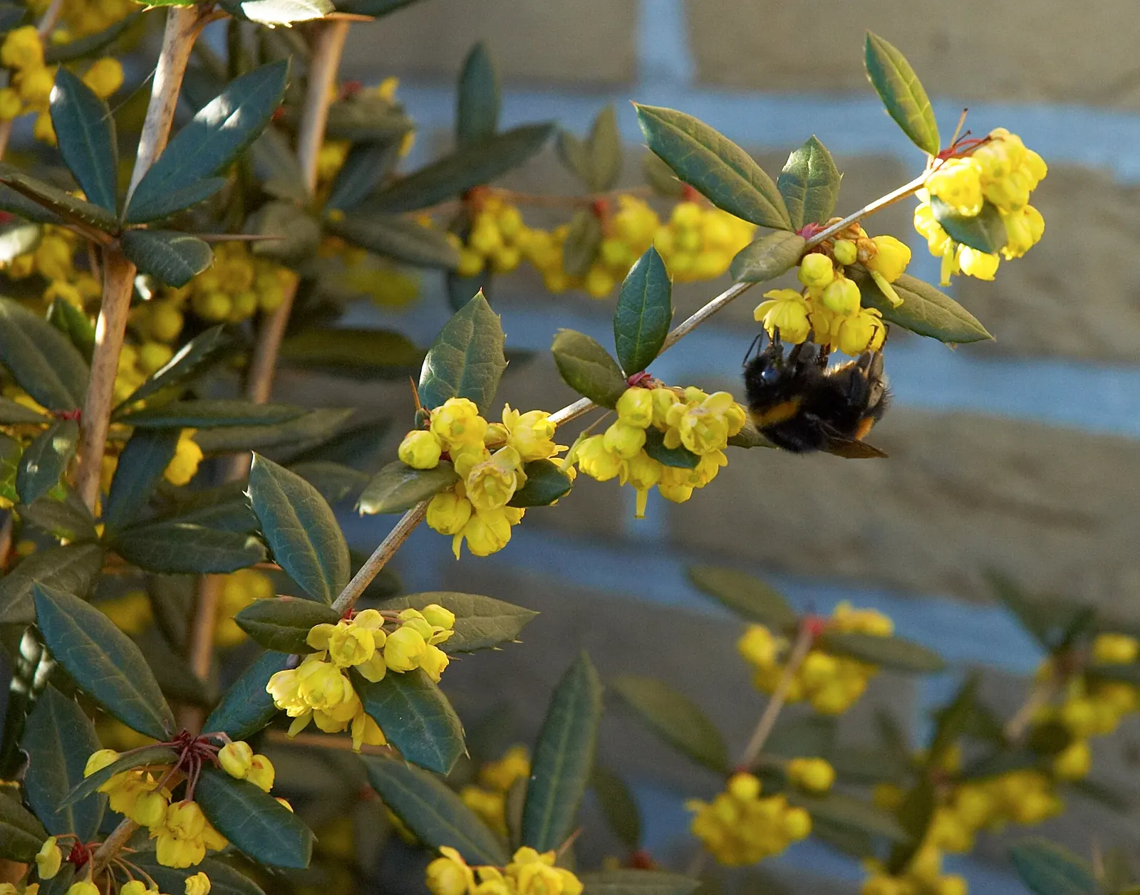 Wintergreen Barberry (Berberis Julianae) — is a striking evergreen shrub that serves both ornamental and practical purposes in a landscape design; while its