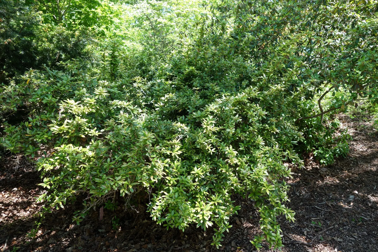Wintergreen Barberry (Berberis Julianae) — Its use as a hedging plant or a standalone feature ensures versatility within design options