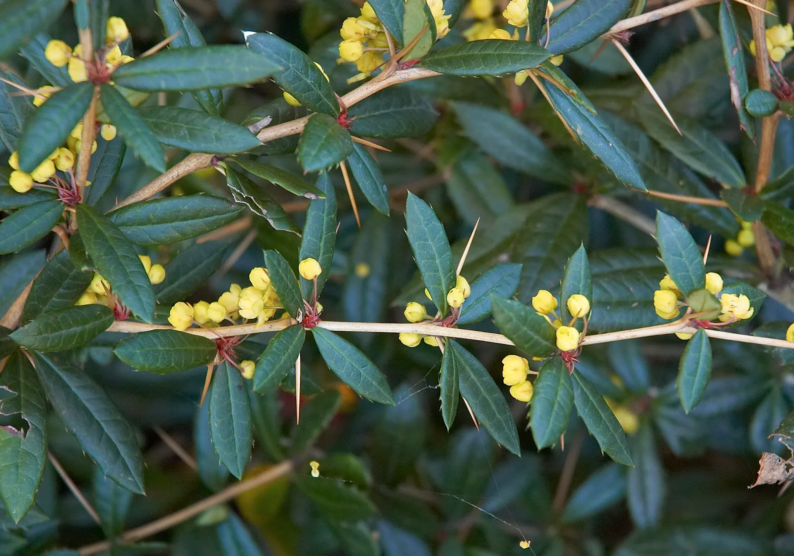 Wintergreen Barberry (Berberis Julianae) — Mature size is around 4 to 6 feet high and wide