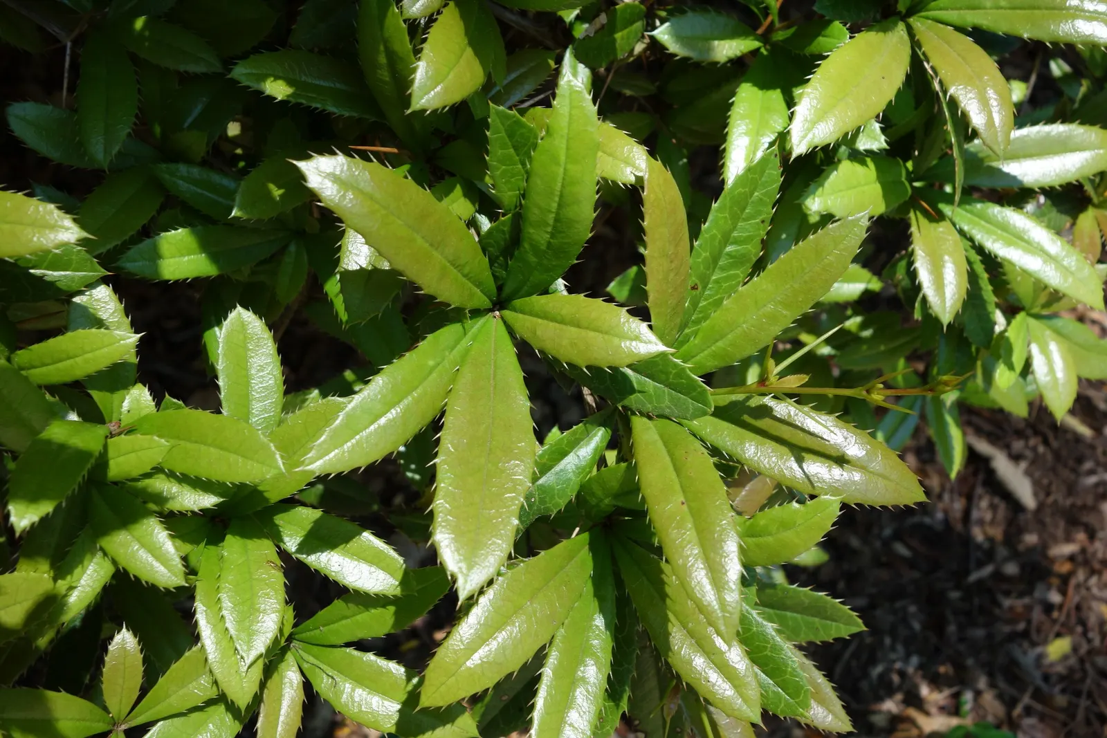 Wintergreen Barberry (Berberis Julianae) — serve as a food source for birds