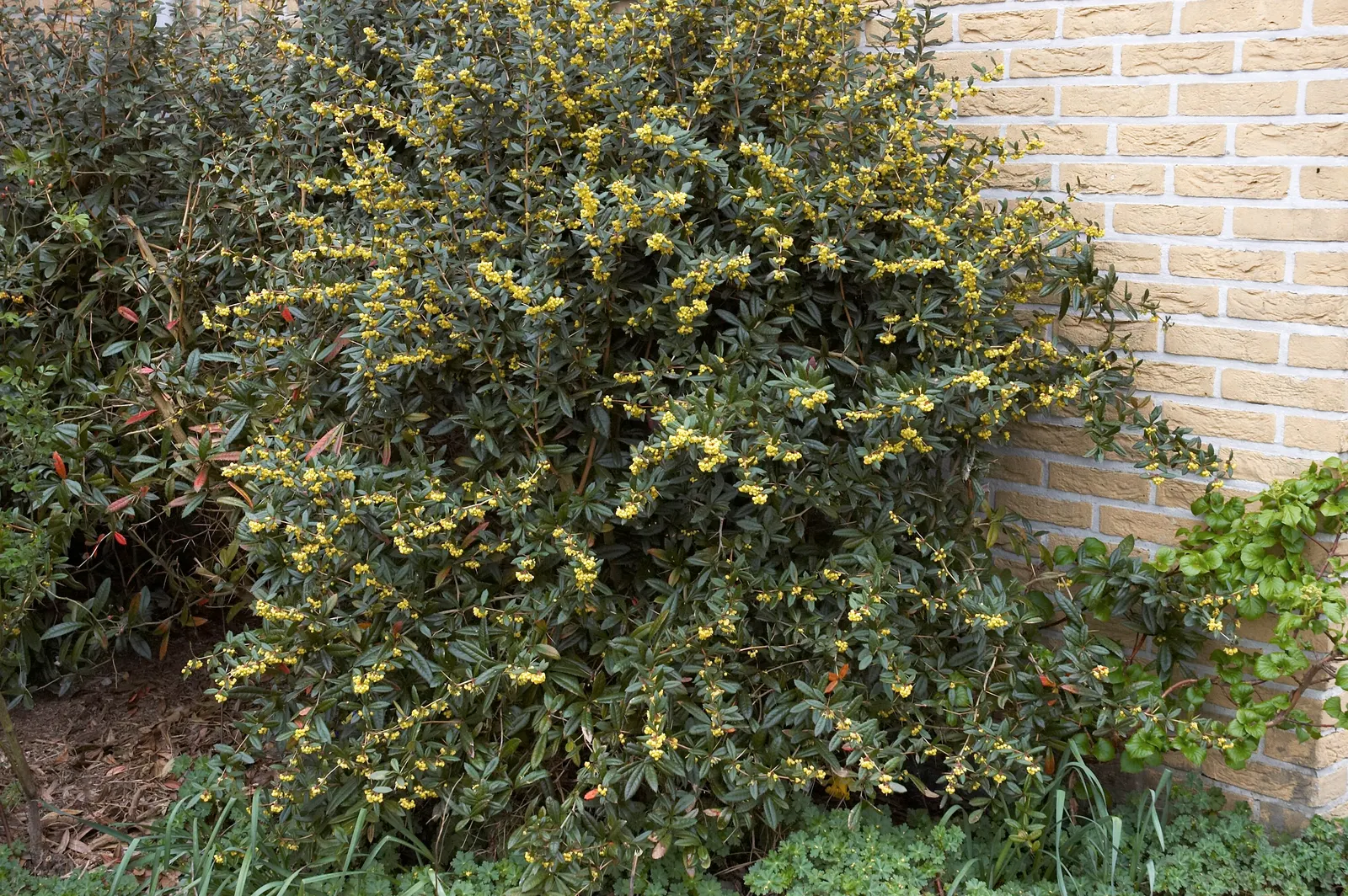 Wintergreen Barberry (Berberis Julianae) — By late summer to early fall; serve as a food source for birds