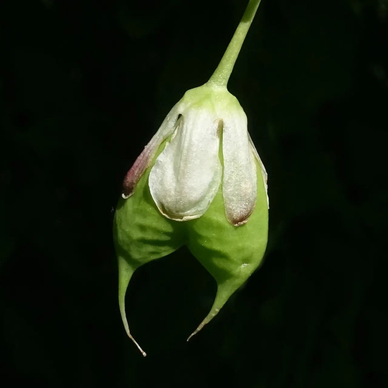 Bladdernut (Staphylea Trifolia) — white flowers in the garden; multi-stemmed shrub native to the woodlands of Eastern North America, image 94