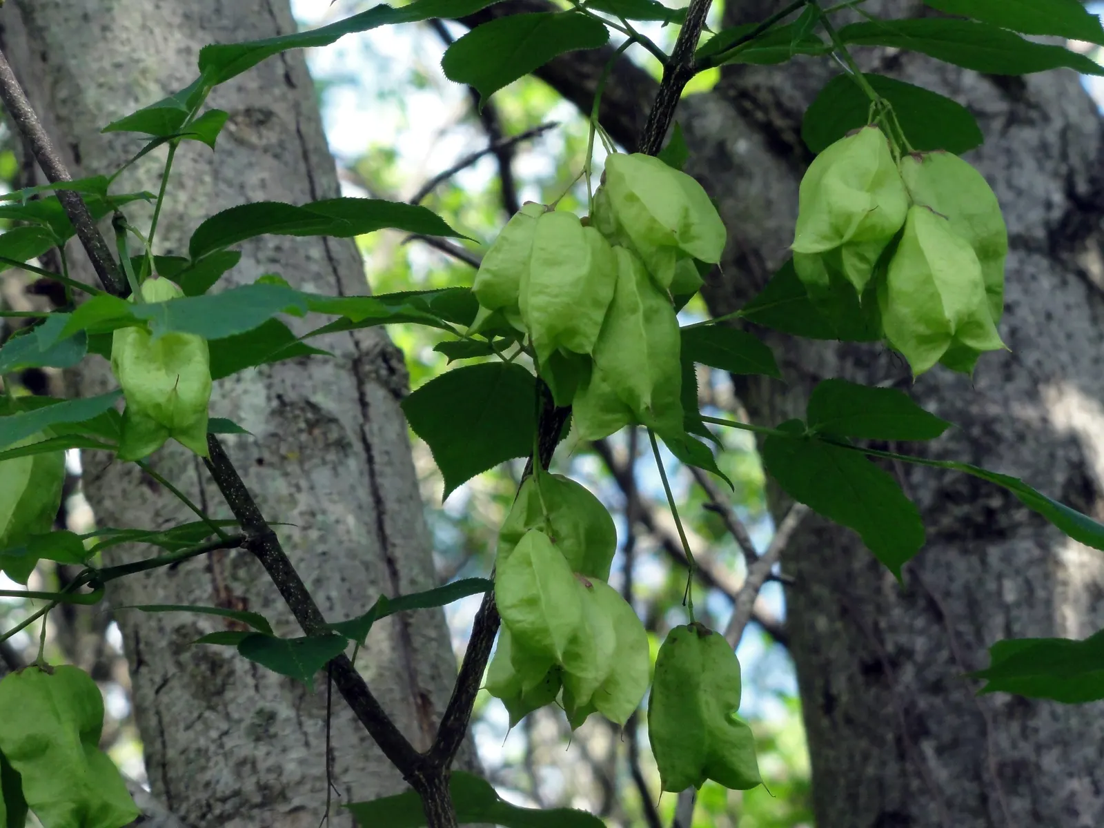 Bladdernut (Staphylea Trifolia) — white flowers in the garden; multi-stemmed shrub native to the woodlands of Eastern North America, image 70