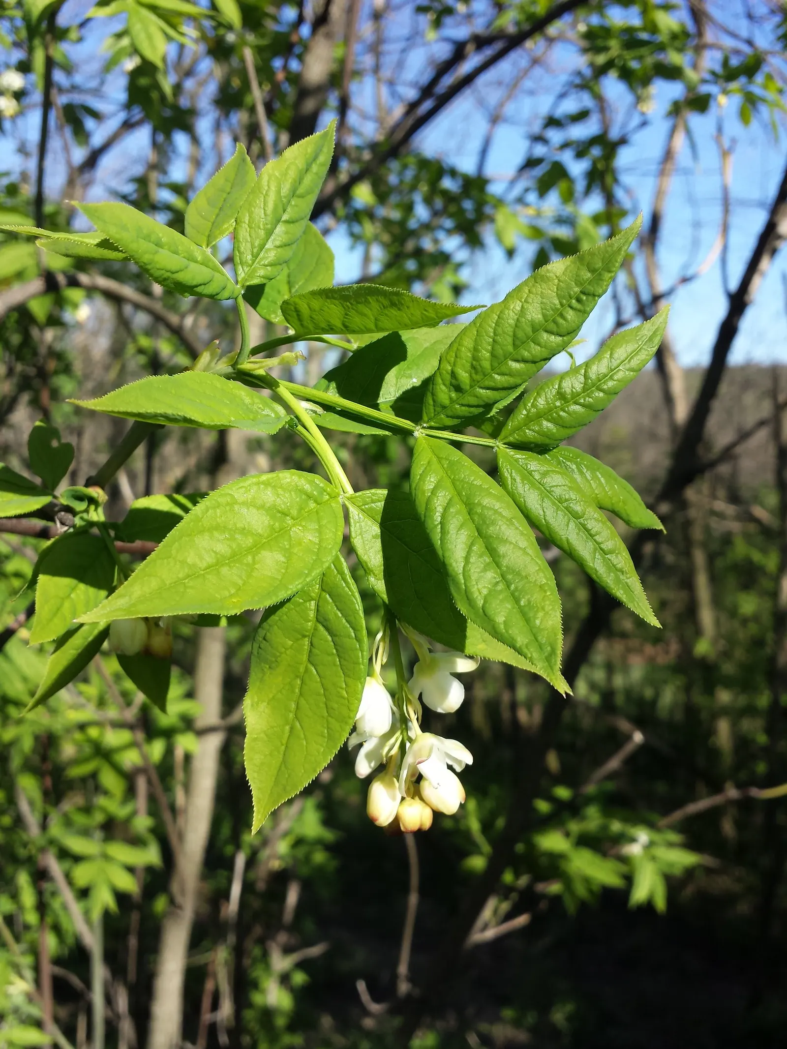 Bladdernut (Staphylea Trifolia) — making it an excellent choice for filling in mid-level layers in a landscape design; each leaflet is ovate to, image 81