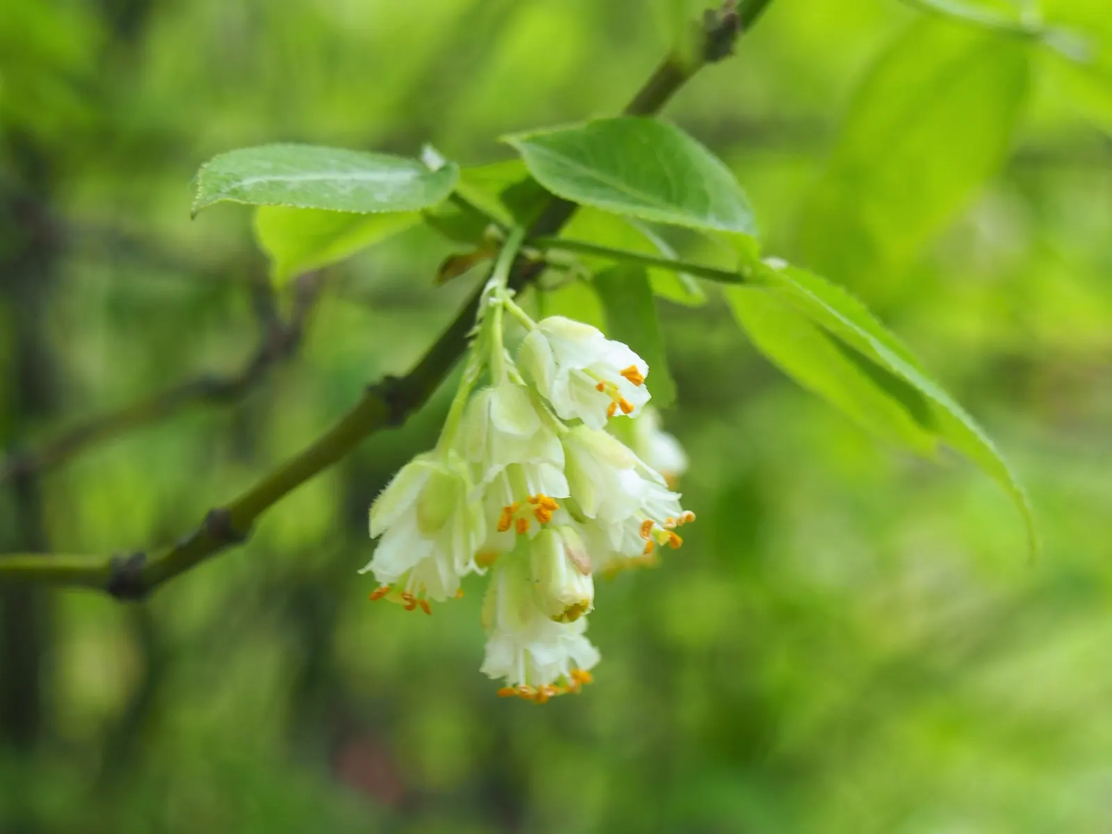 Bladdernut (Staphylea Trifolia) — turning brown in late summer and persisting into winter