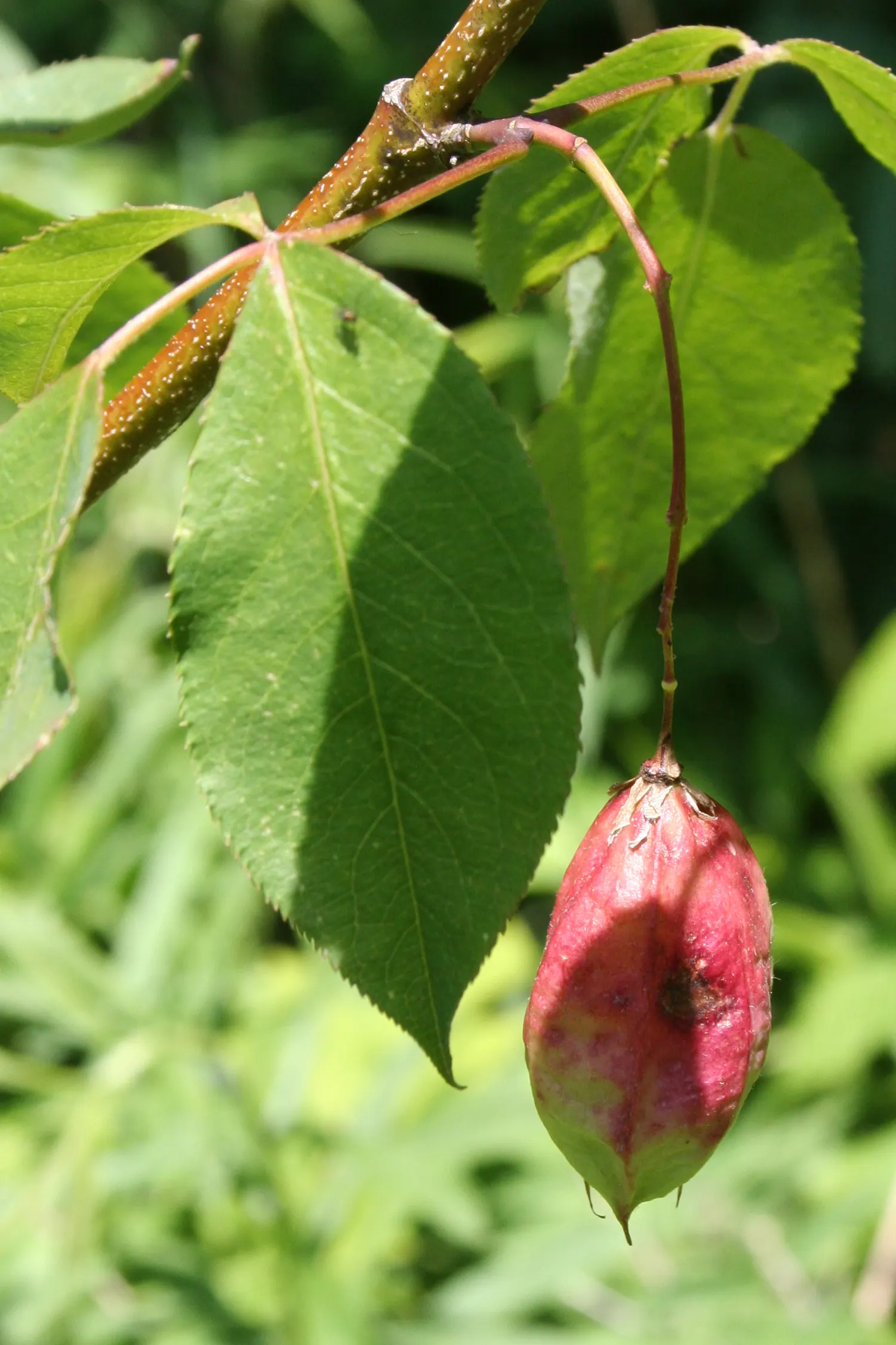 Bladdernut (Staphylea Trifolia) — Staphylea trifolia, commonly known as Bladdernut, is a deciduous understory shrub native to North America, image 121
